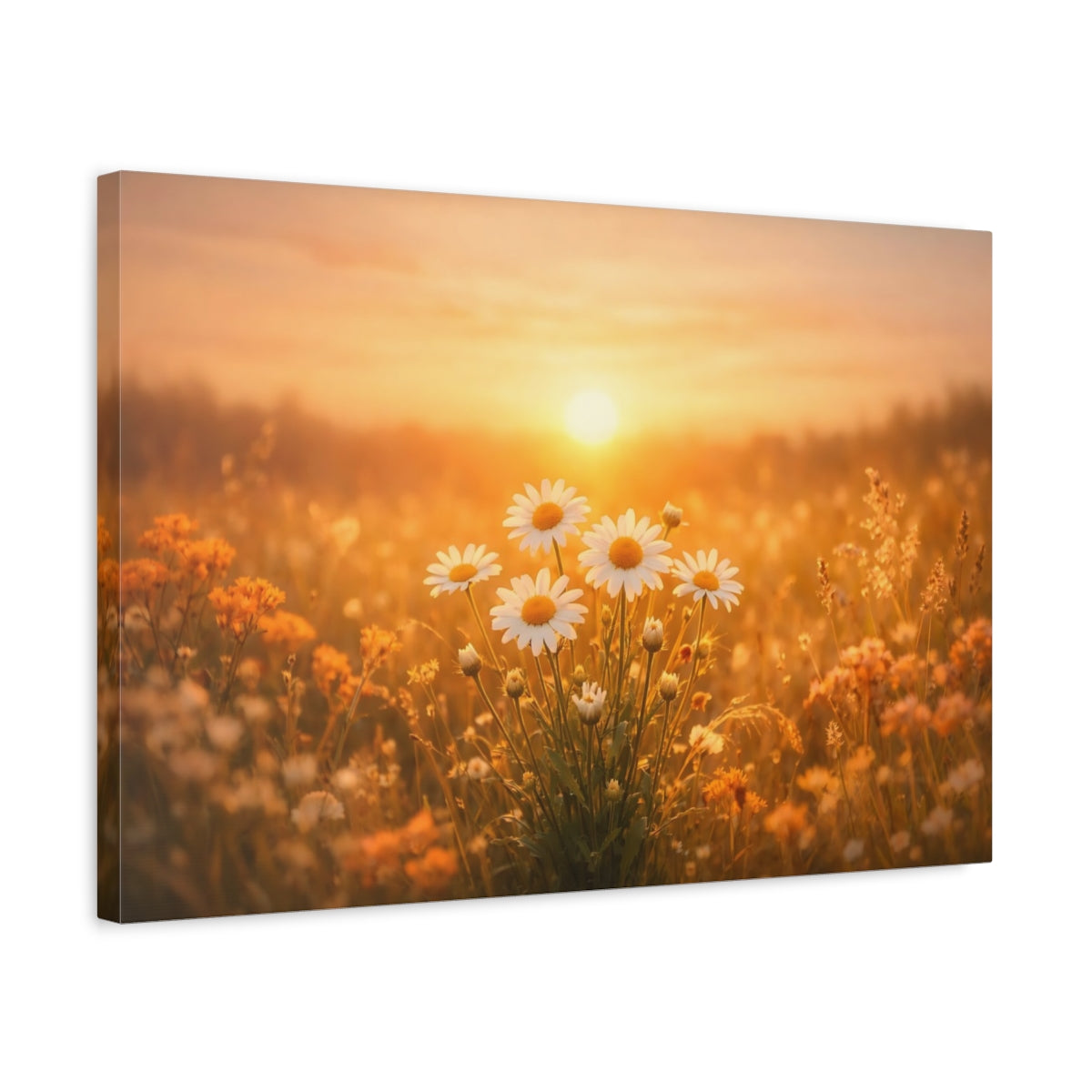 Golden Glow Sunset Flowers Daisies Floral - Canvas Wall Art Print