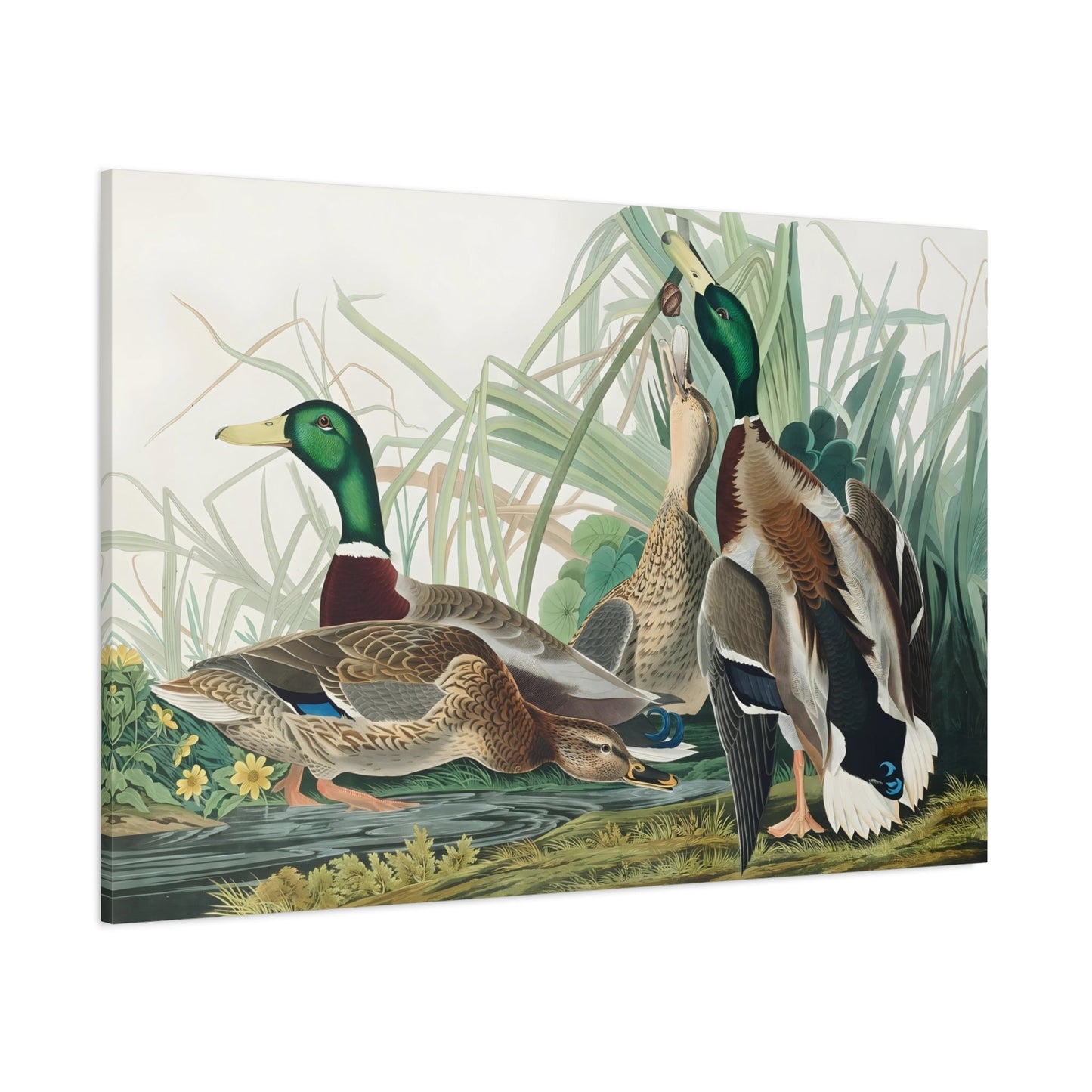 John James Audubon Mallard Duck - Birds of America Canvas Print