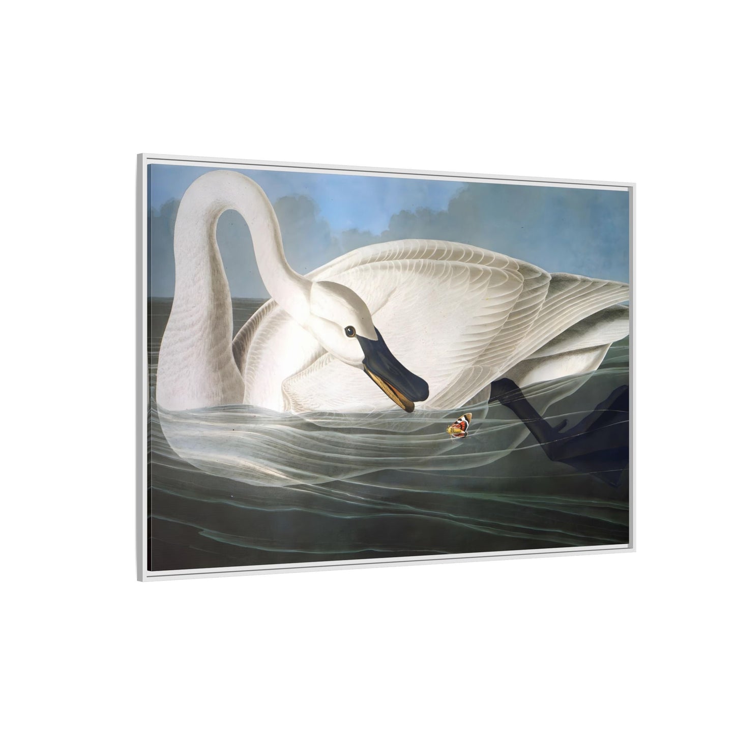 Audubon Trumpeter Swan Canvas Print - Framed America Bird Wall Art - YesArtYes