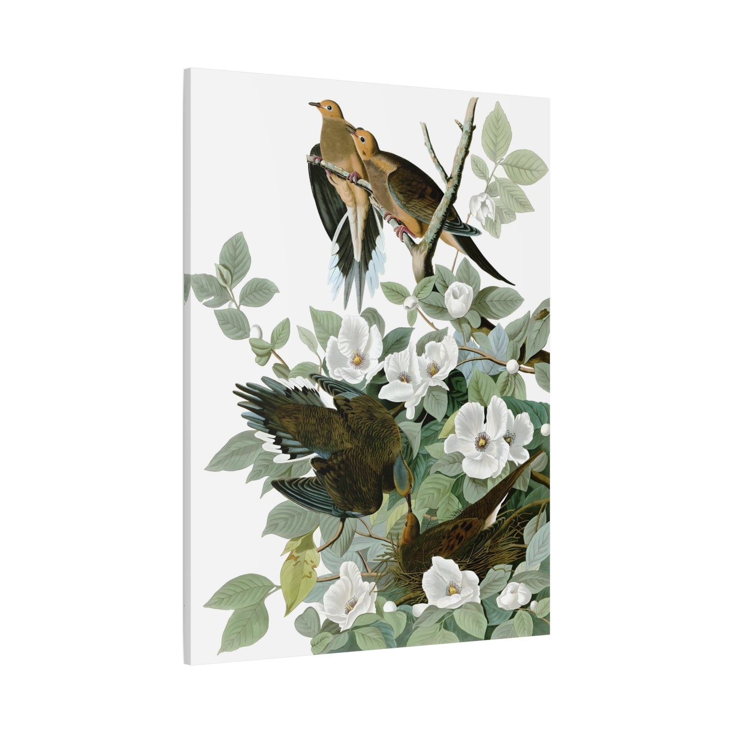 Birds Canvas Audubon Carolina Pigeon Wall Art Print - YesArtYes