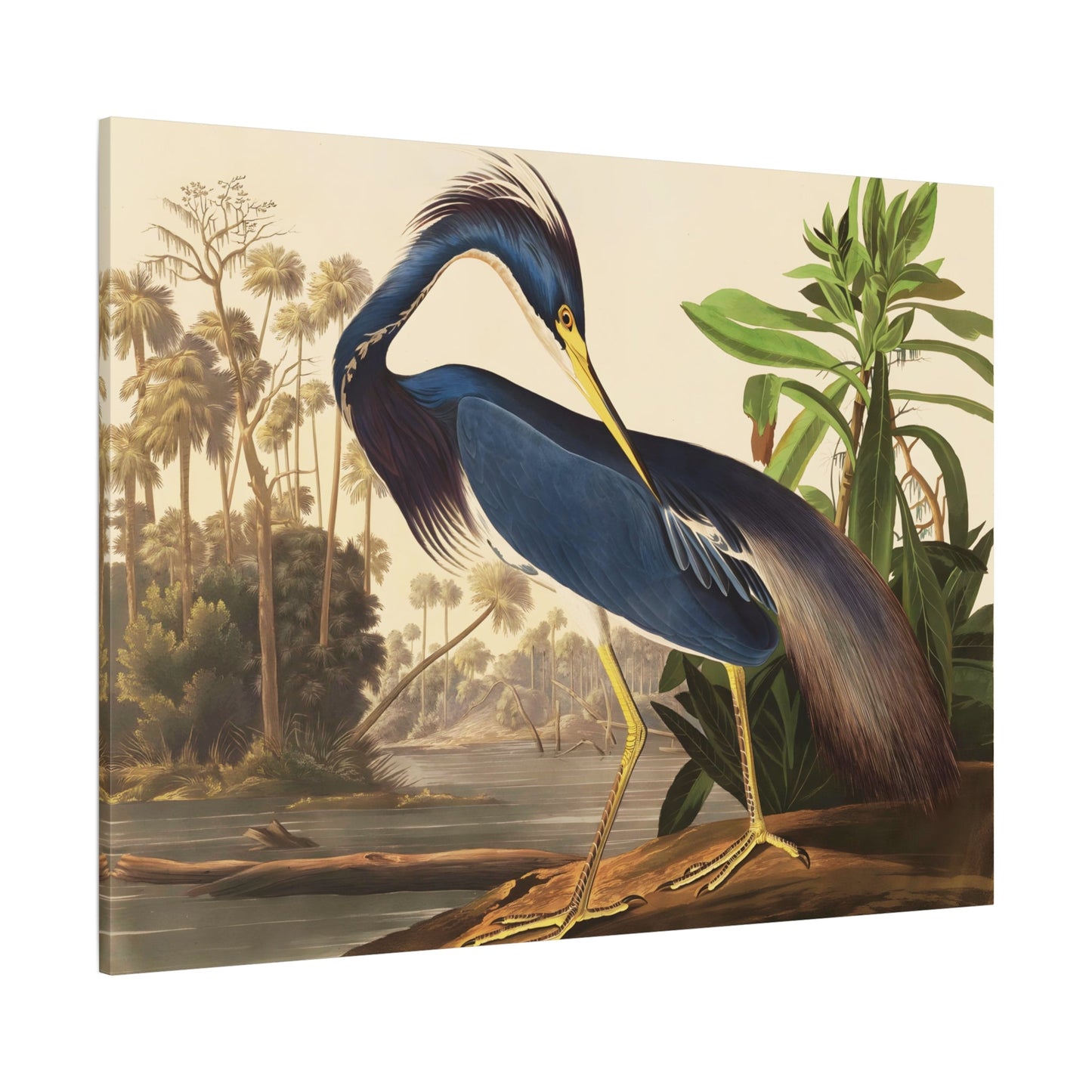 Birds of America Louisiana Heron Audubon Canvas Wall Art Print - YesArtYes