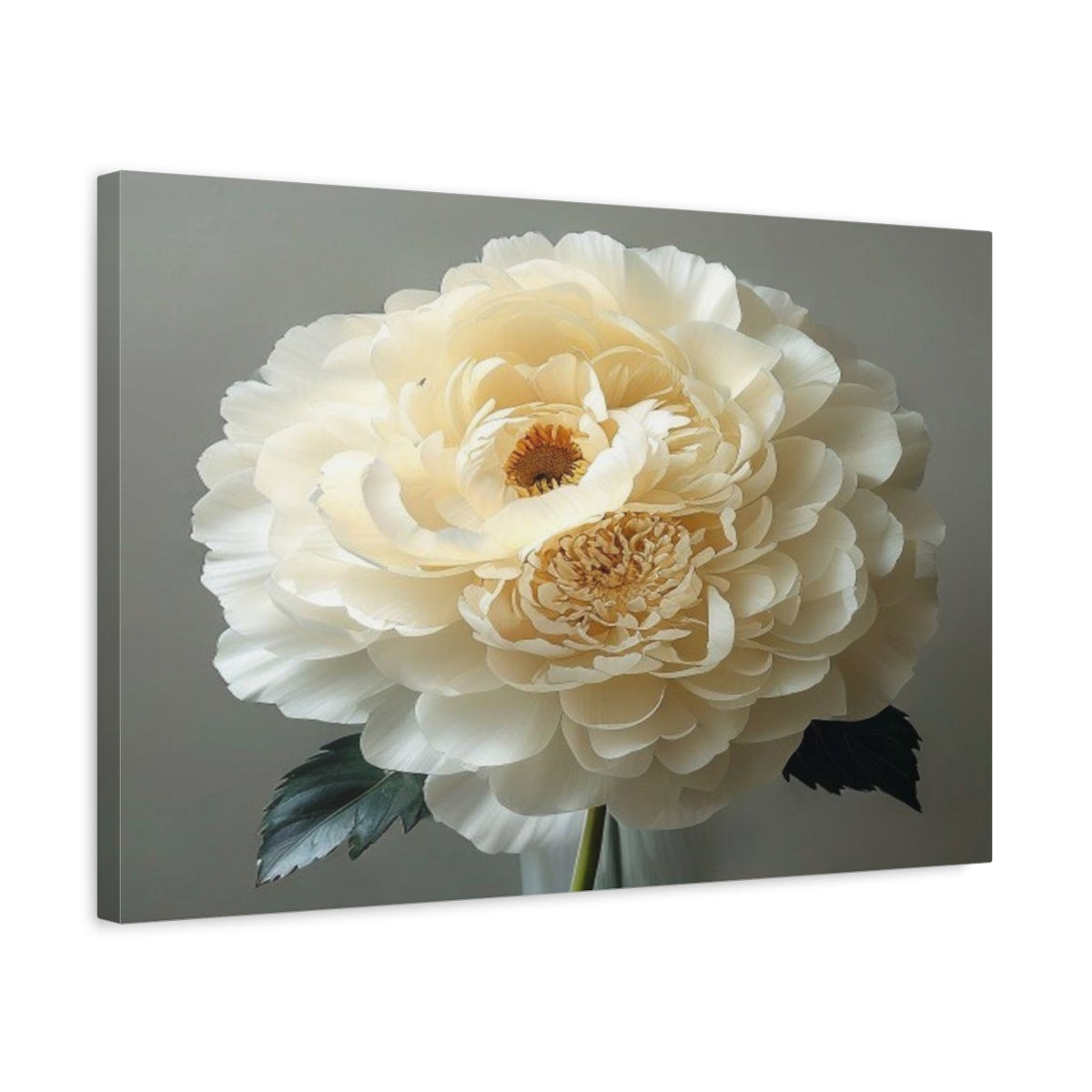 Side Mockup 3. Giant Ivory Ranunculus shown as canvas print