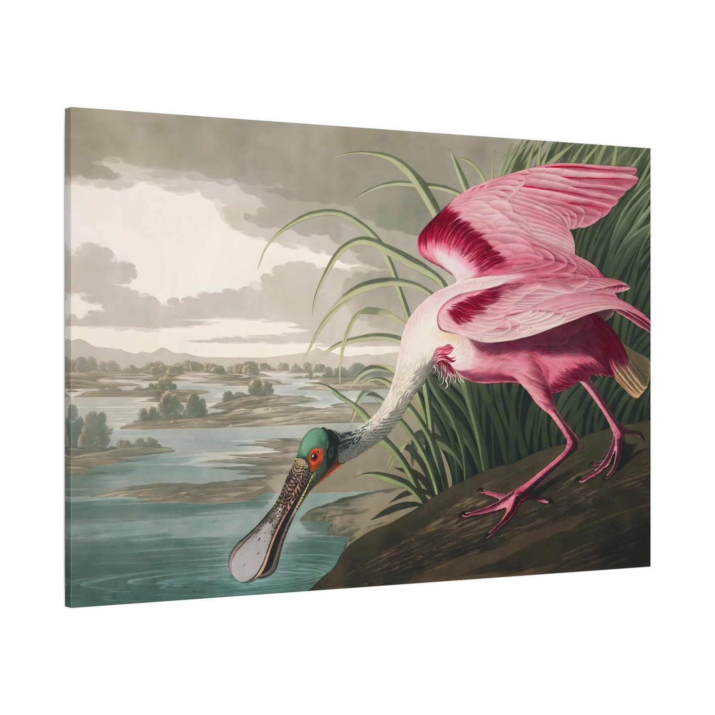 Large Bird Audubon Canvas Print - Roseate Spoonbill Wall Art - YesArtYes