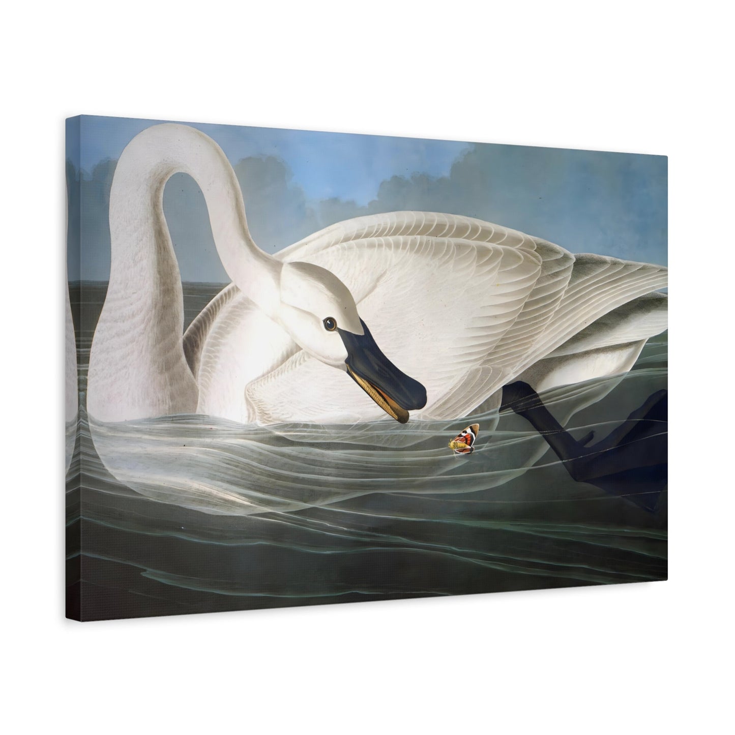 Large Trumpeter Swan Audubon Canvas Wall Art Print - YesArtYes