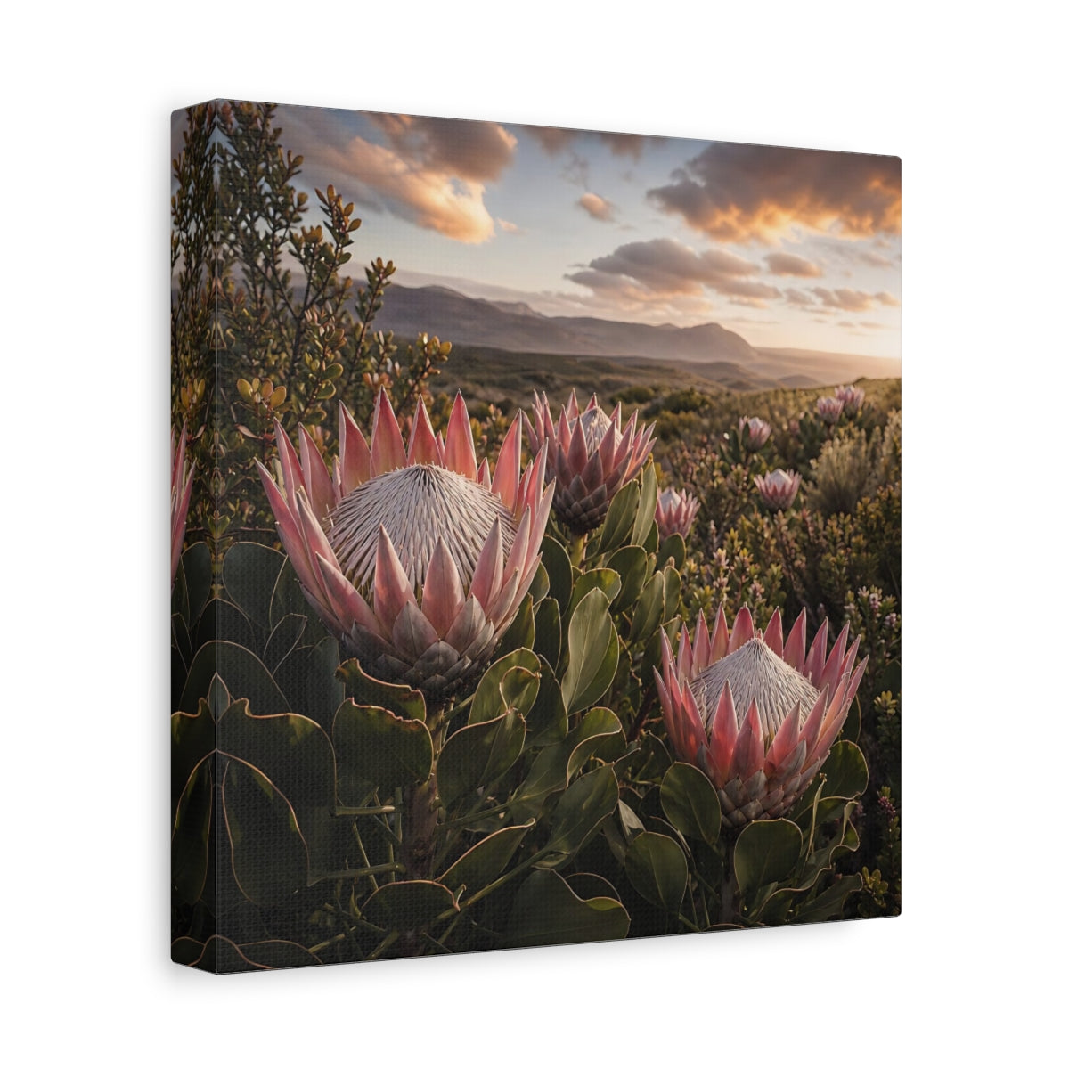 Side Mockup 9. Sunset King Proteas shown as canvas print