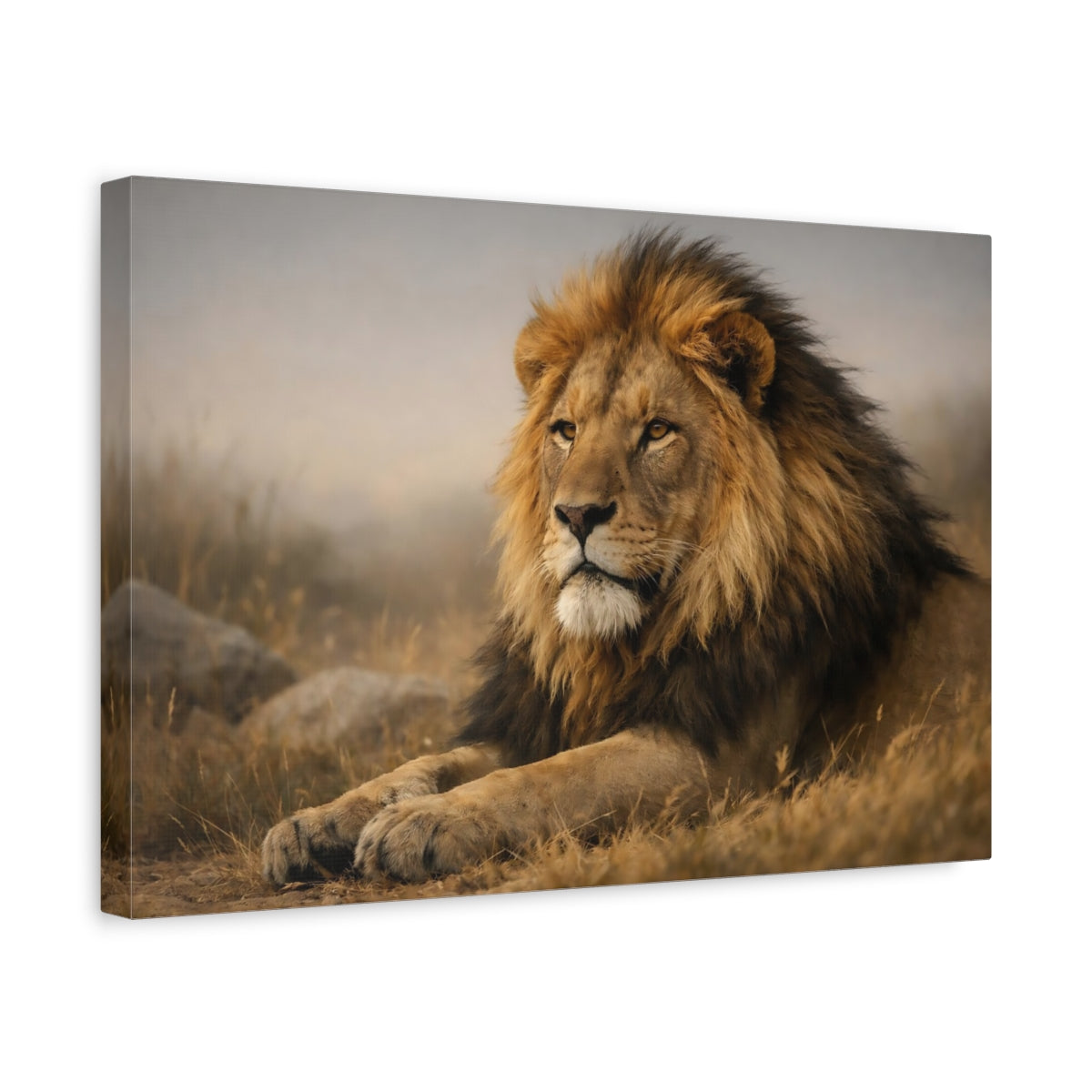 Animaux Lion Marron Et Or - Impression sur Toile