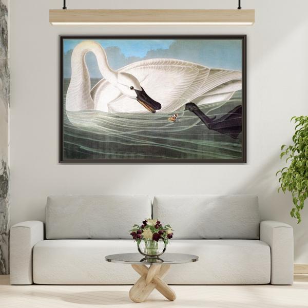 Audubon Trumpeter Swan Canvas Print - Framed America Bird Wall Art