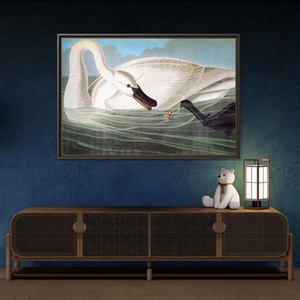 Audubon Trumpeter Swan Canvas Print - Framed America Bird Wall Art