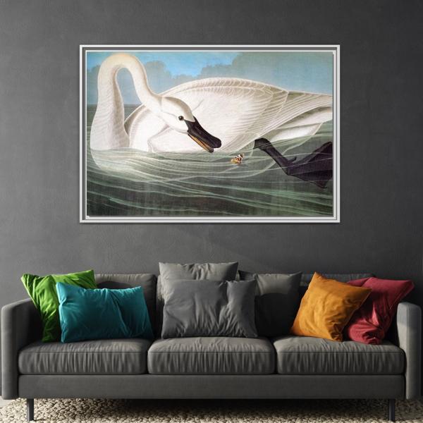 Audubon Trumpeter Swan Canvas Print - Framed America Bird Wall Art