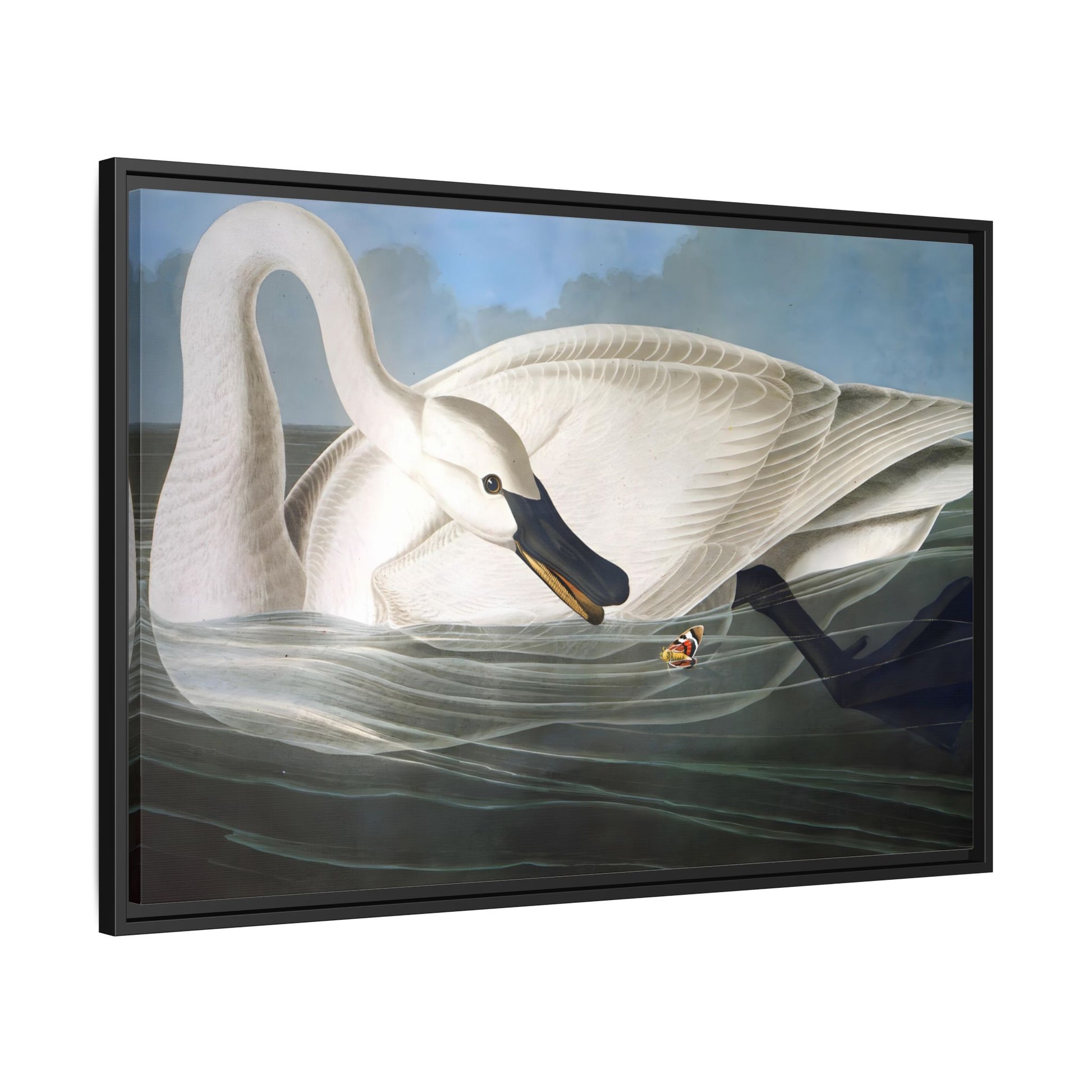 Audubon Trumpeter Swan Canvas Print - Framed America Bird Wall Art