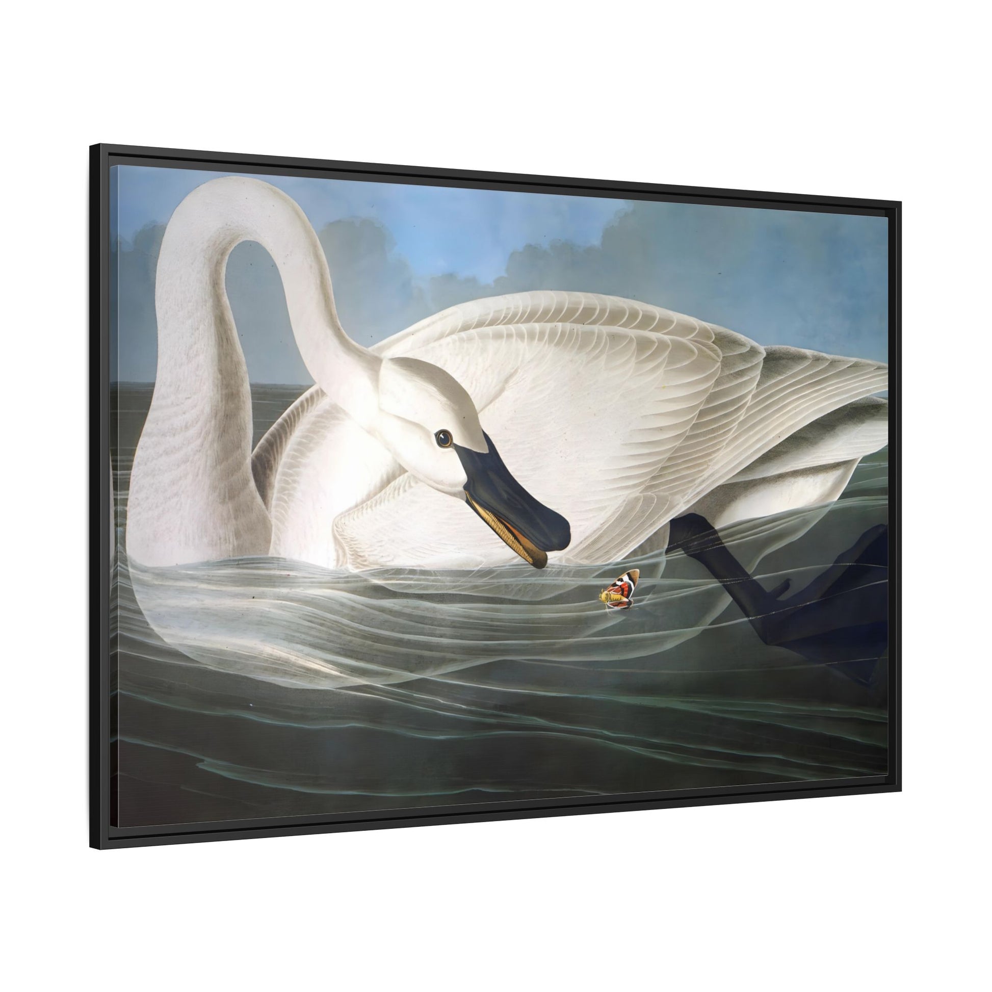 Audubon Trumpeter Swan Canvas Print - Framed America Bird Wall Art