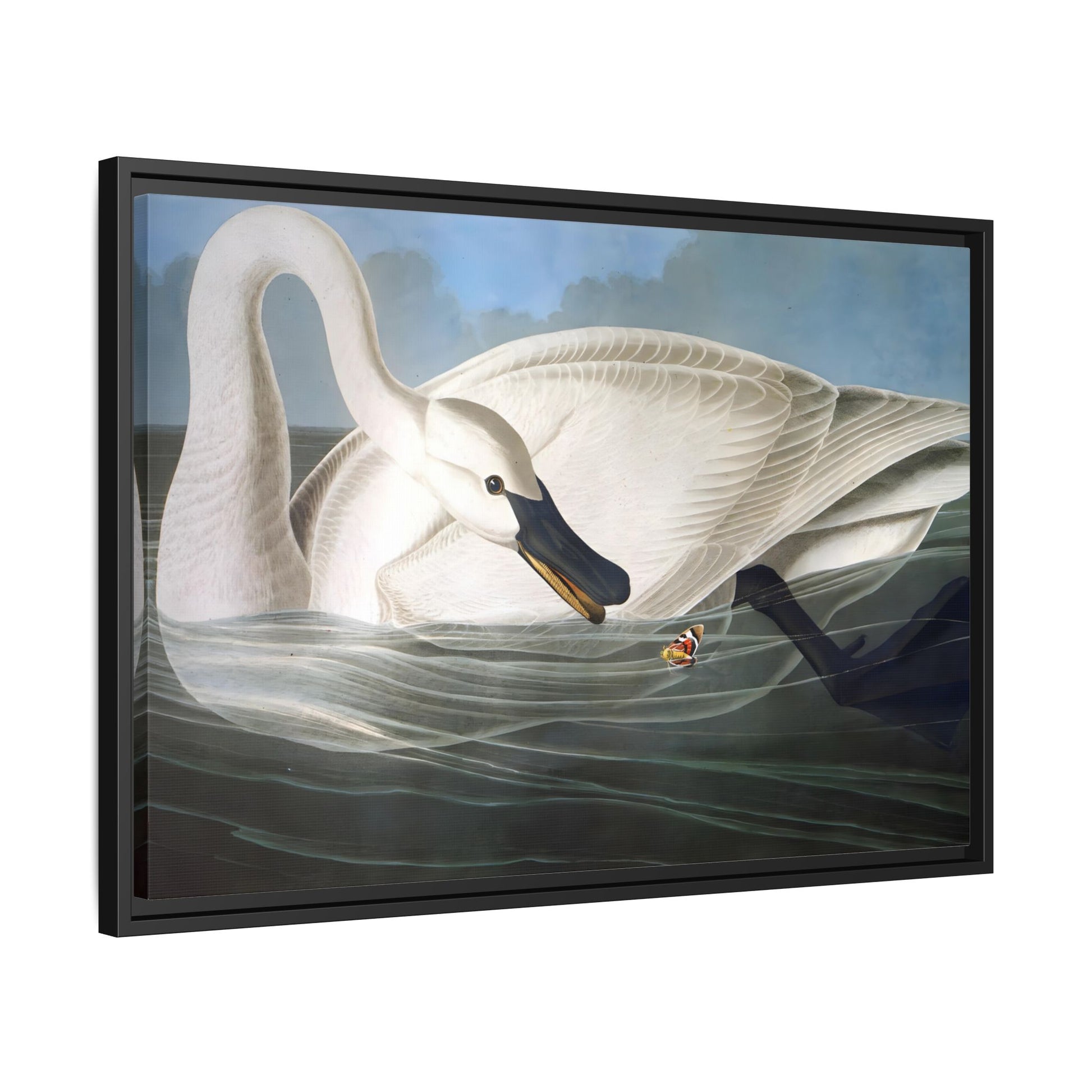 Audubon Trumpeter Swan Canvas Print - Framed America Bird Wall Art