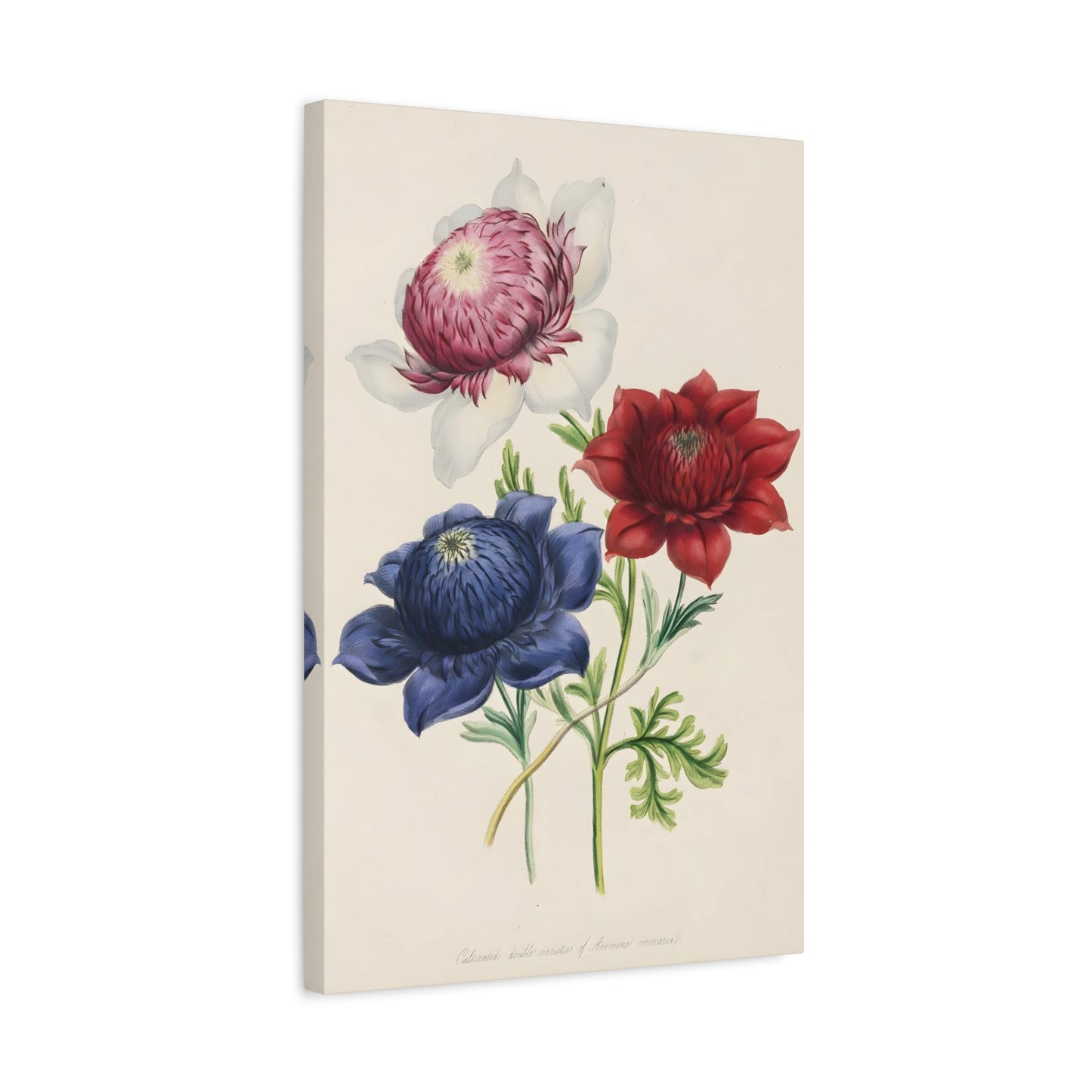 Jane Wells Loudon Ladies Flower Garden - Canvas Print Botanical Floral