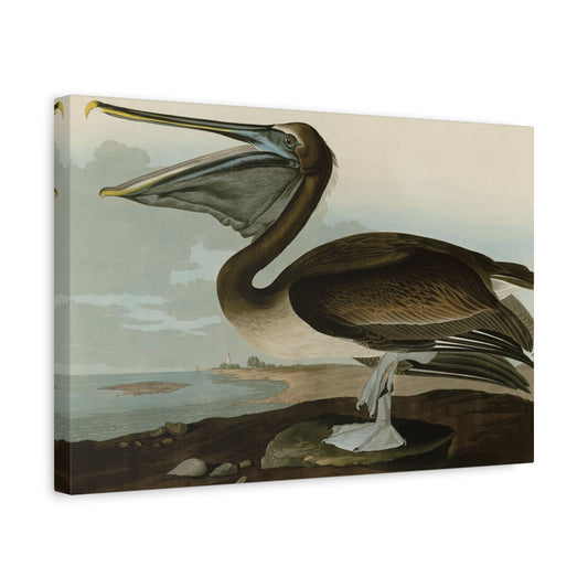 John James Audubon Brown Pelican - Canvas Wall Art Reproduction