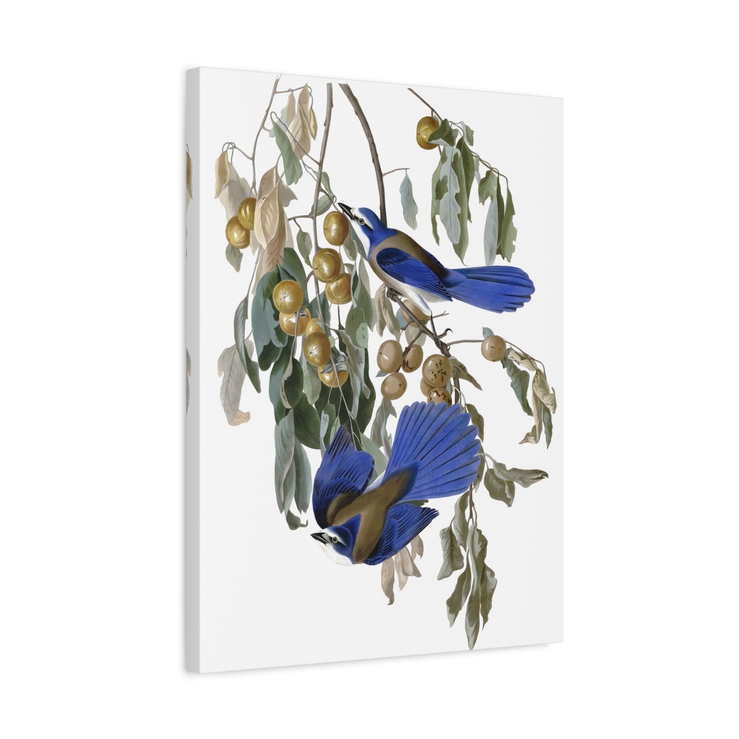 John James Audubon Florida Jay - Birds Canvas Wall Art Print