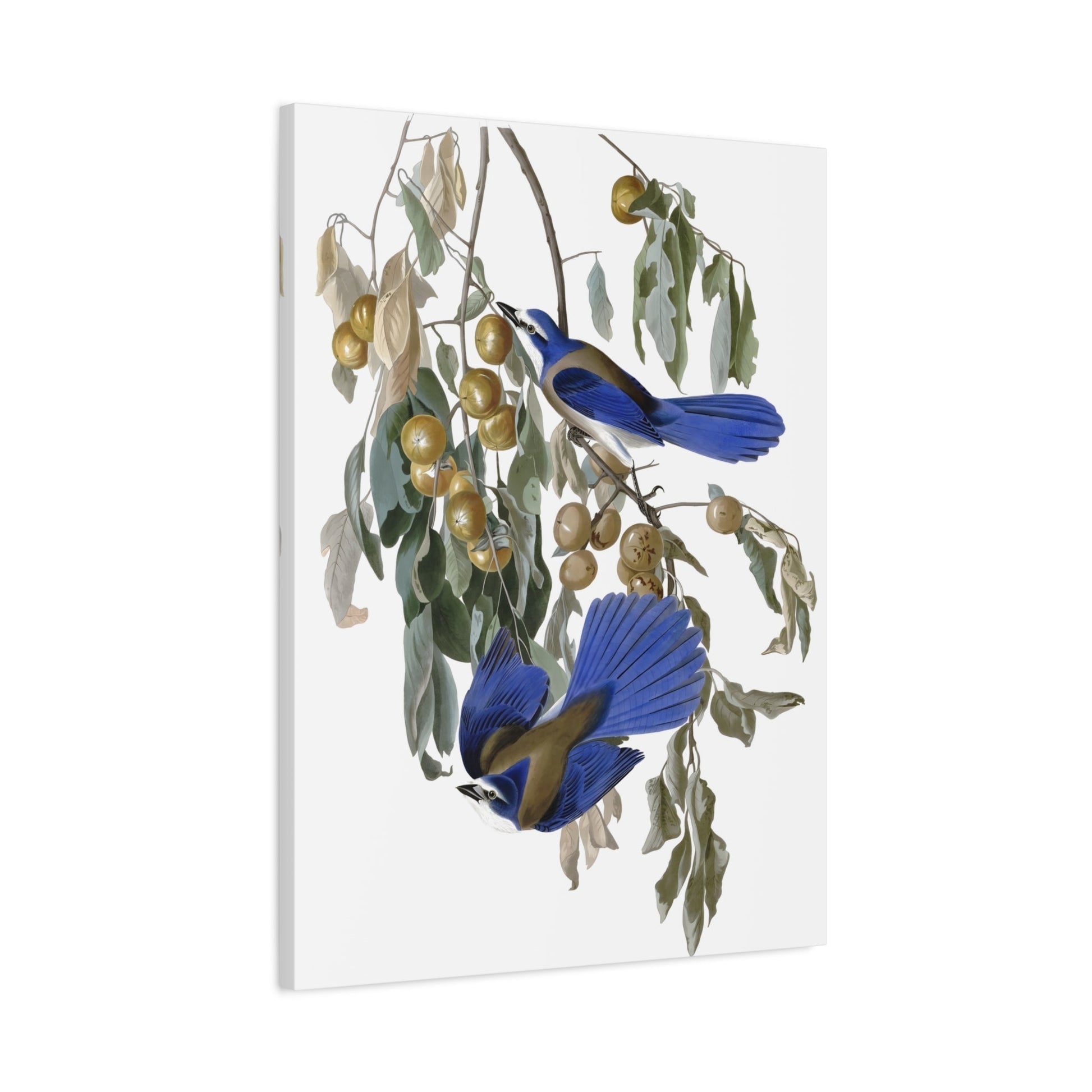 John James Audubon Florida Jay - Birds Canvas Wall Art Print