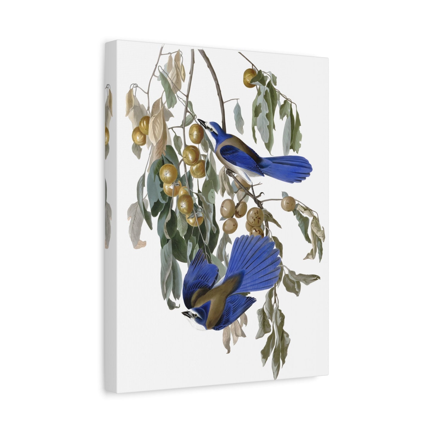 John James Audubon Florida Jay - Birds Canvas Wall Art Print