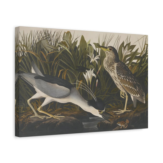 John James Audubon Night Heron - Qua Bird Canvas Wall Art Print