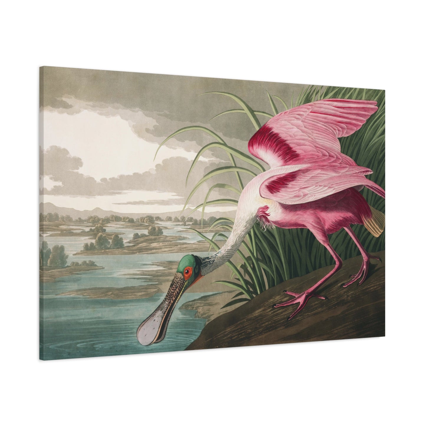 John James Audubon Roseate Spoonbill - Canvas Wall Art Reproduction