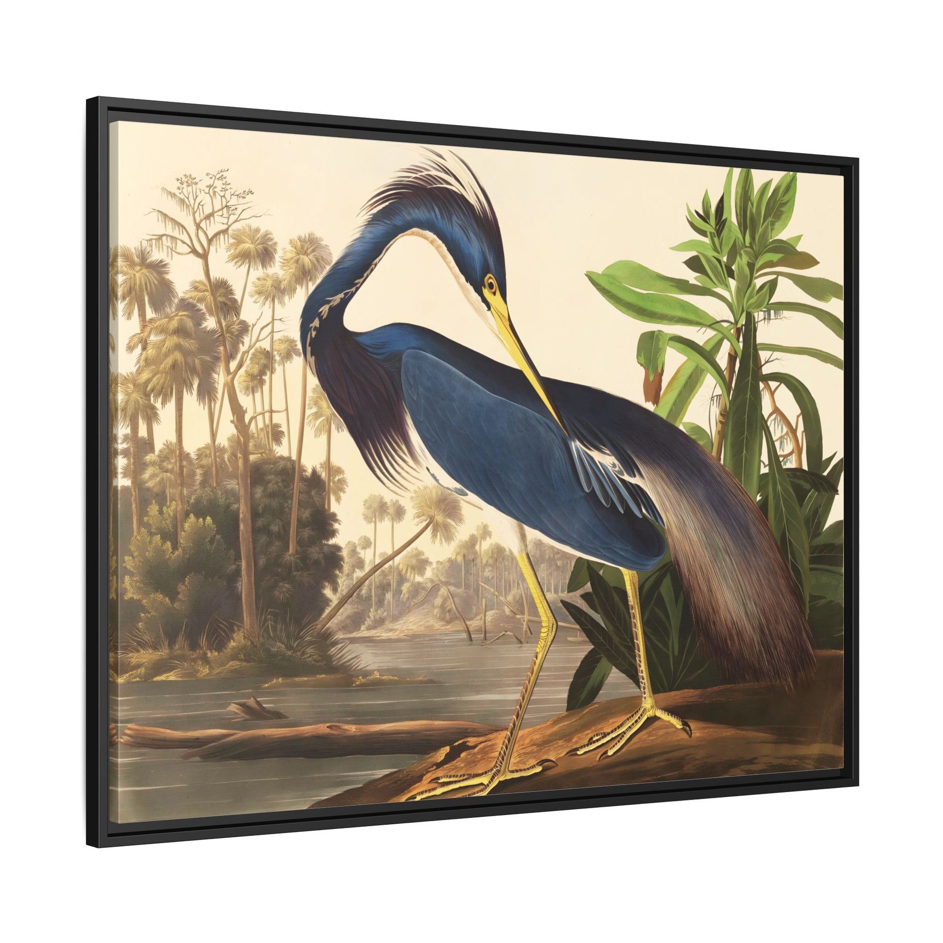Louisiana Heron Canvas Audubon Wall Art Print - Framed America Bird Prints