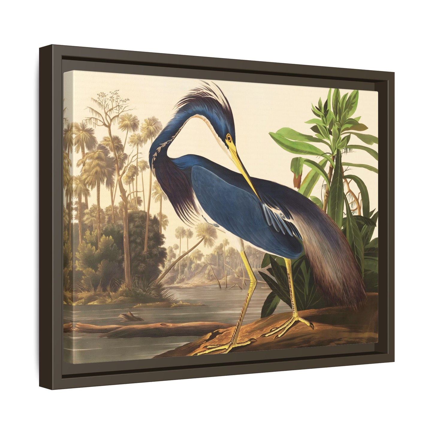 Louisiana Heron Canvas Audubon Wall Art Print - Framed America Bird Prints