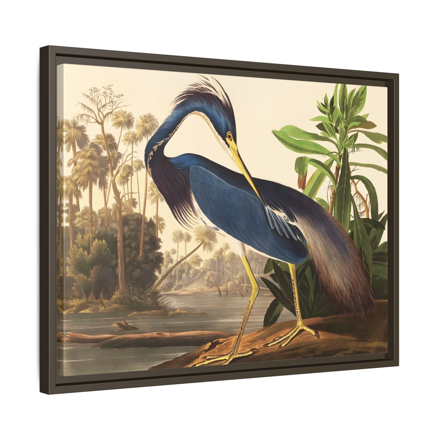 Louisiana Heron Canvas Audubon Wall Art Print - Framed America Bird Prints