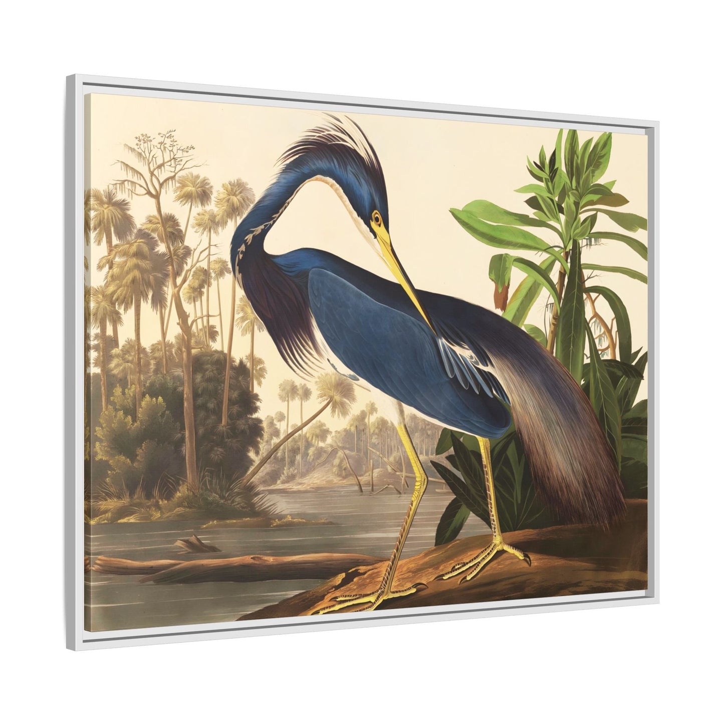 Louisiana Heron Canvas Audubon Wall Art Print - Framed America Bird Prints