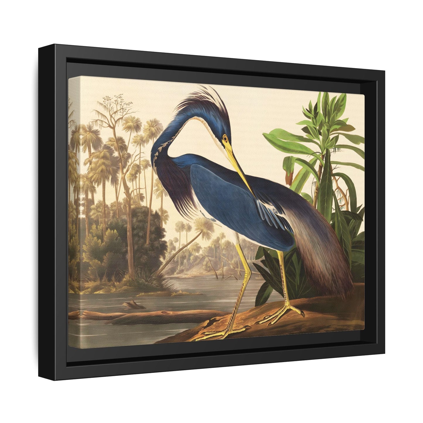 Louisiana Heron Canvas Audubon Wall Art Print - Framed America Bird Prints