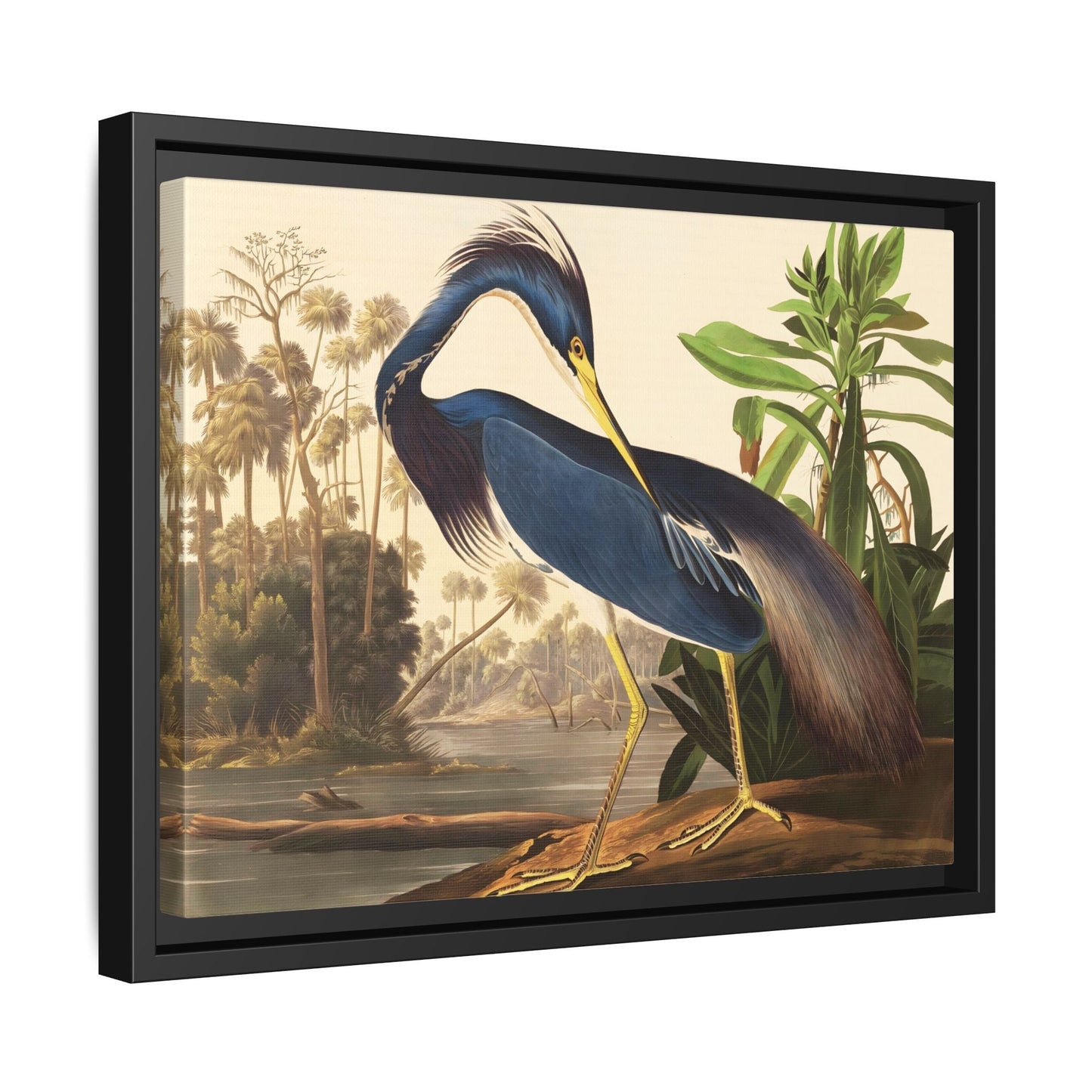 Louisiana Heron Canvas Audubon Wall Art Print - Framed America Bird Prints