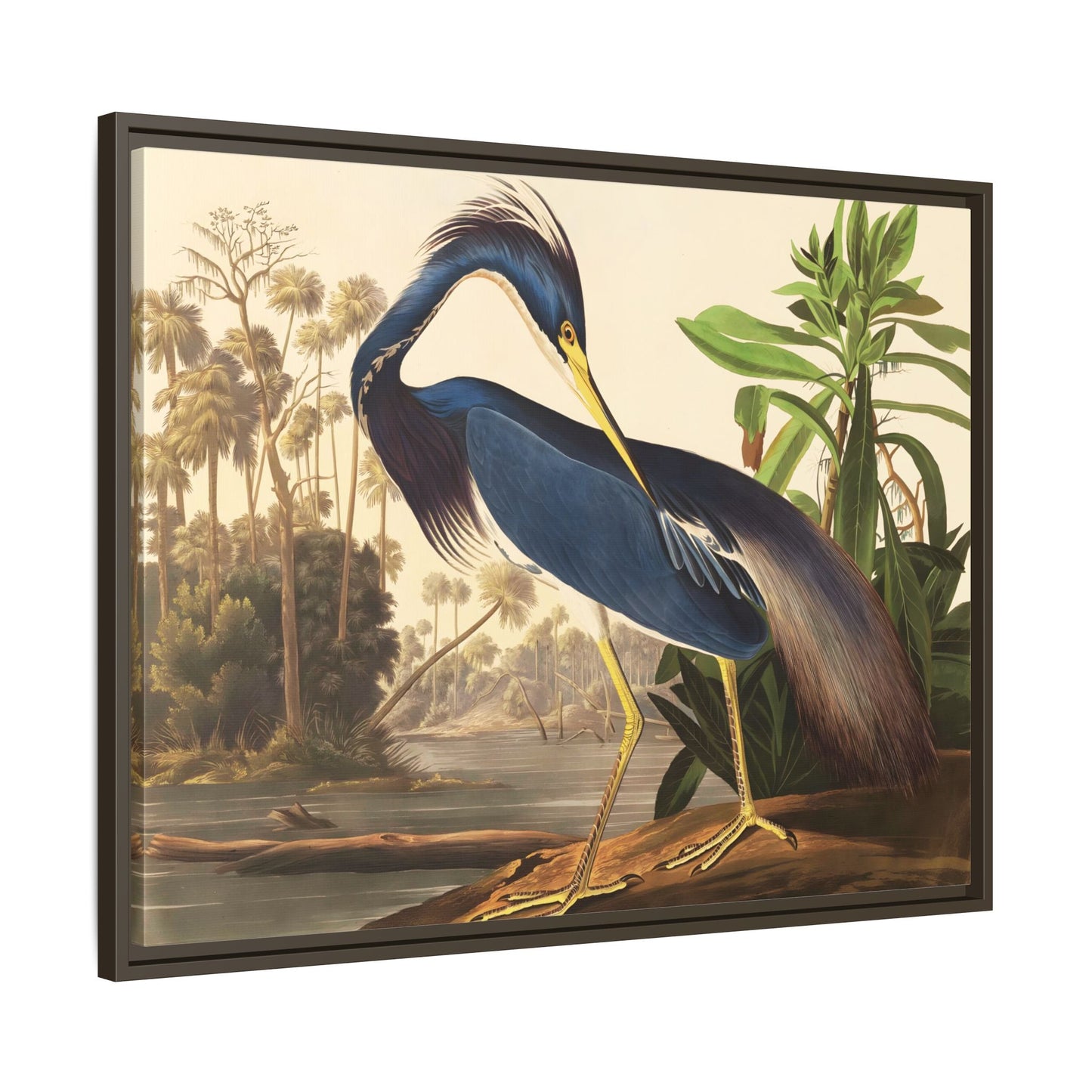 Louisiana Heron Canvas Audubon Wall Art Print - Framed America Bird Prints