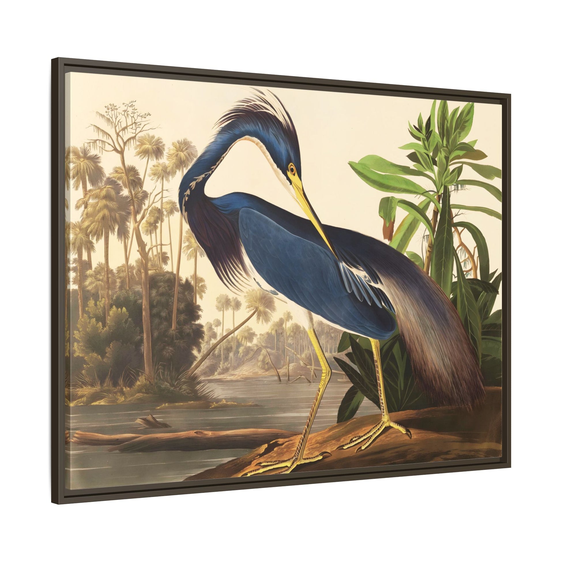 Audubon Louisiana Heron Canvas Wall Art Print - Framed America Bird Prints