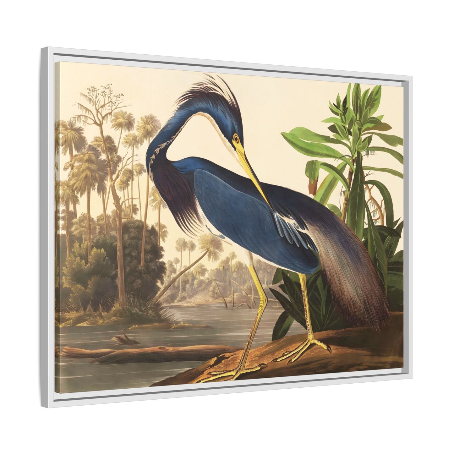 Audubon Louisiana Heron Canvas Wall Art Print - Framed America Bird Prints