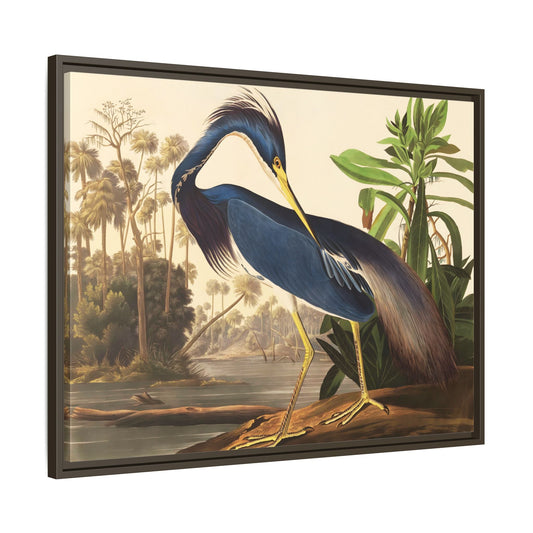 Audubon Louisiana Heron Canvas Wall Art Print - Framed America Bird Prints