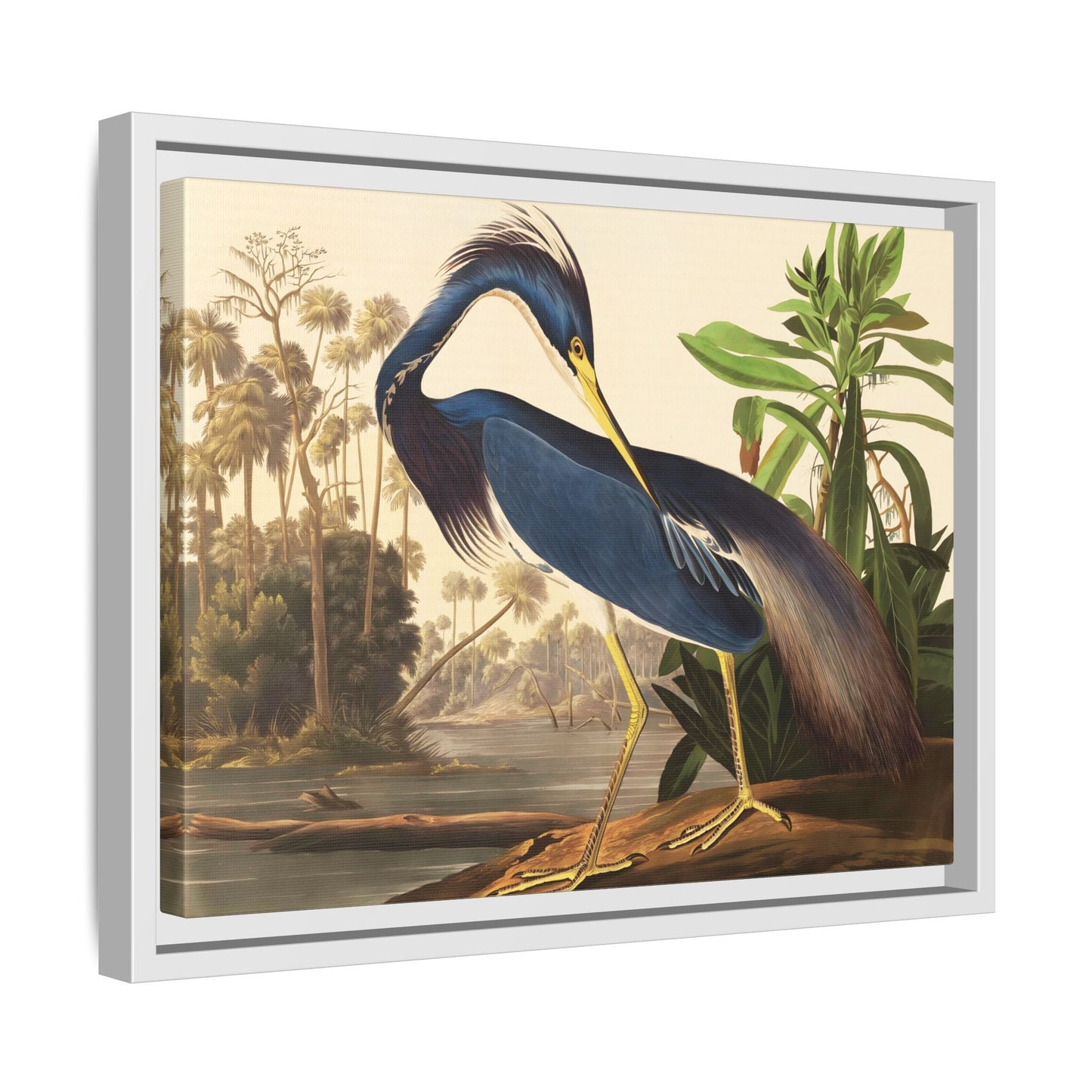 Audubon Louisiana Heron Canvas Wall Art Print - Framed America Bird Prints