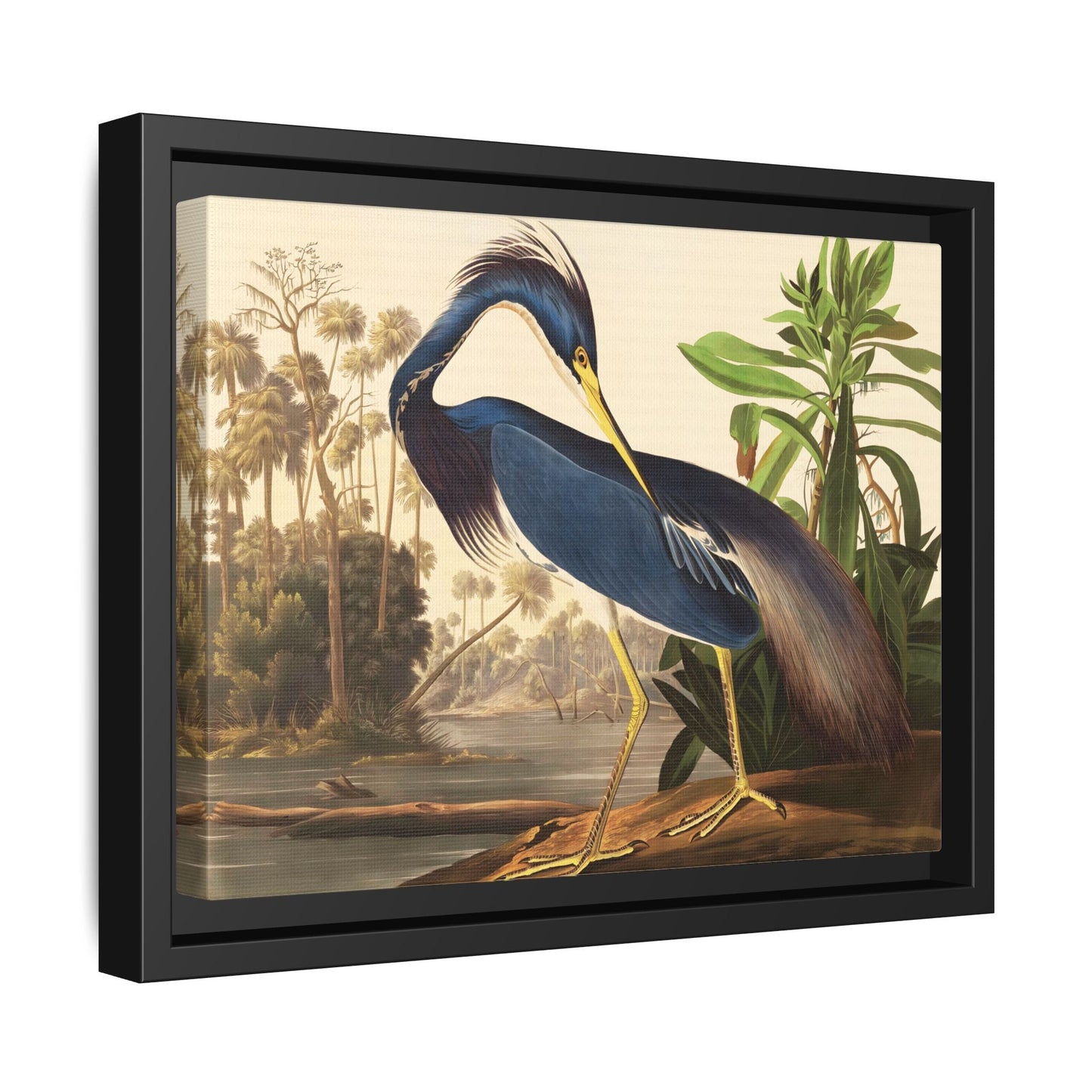 Audubon Louisiana Heron Canvas Wall Art Print - Framed America Bird Prints