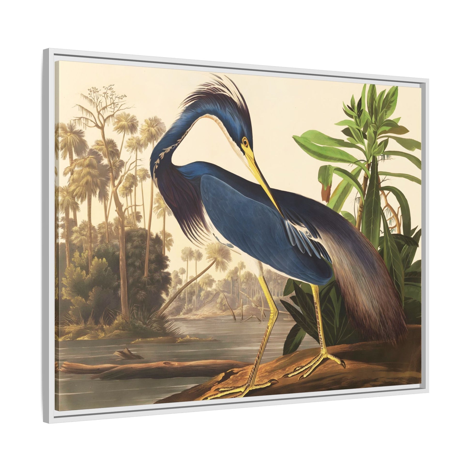 Audubon Louisiana Heron Canvas Wall Art Print - Framed America Bird Prints