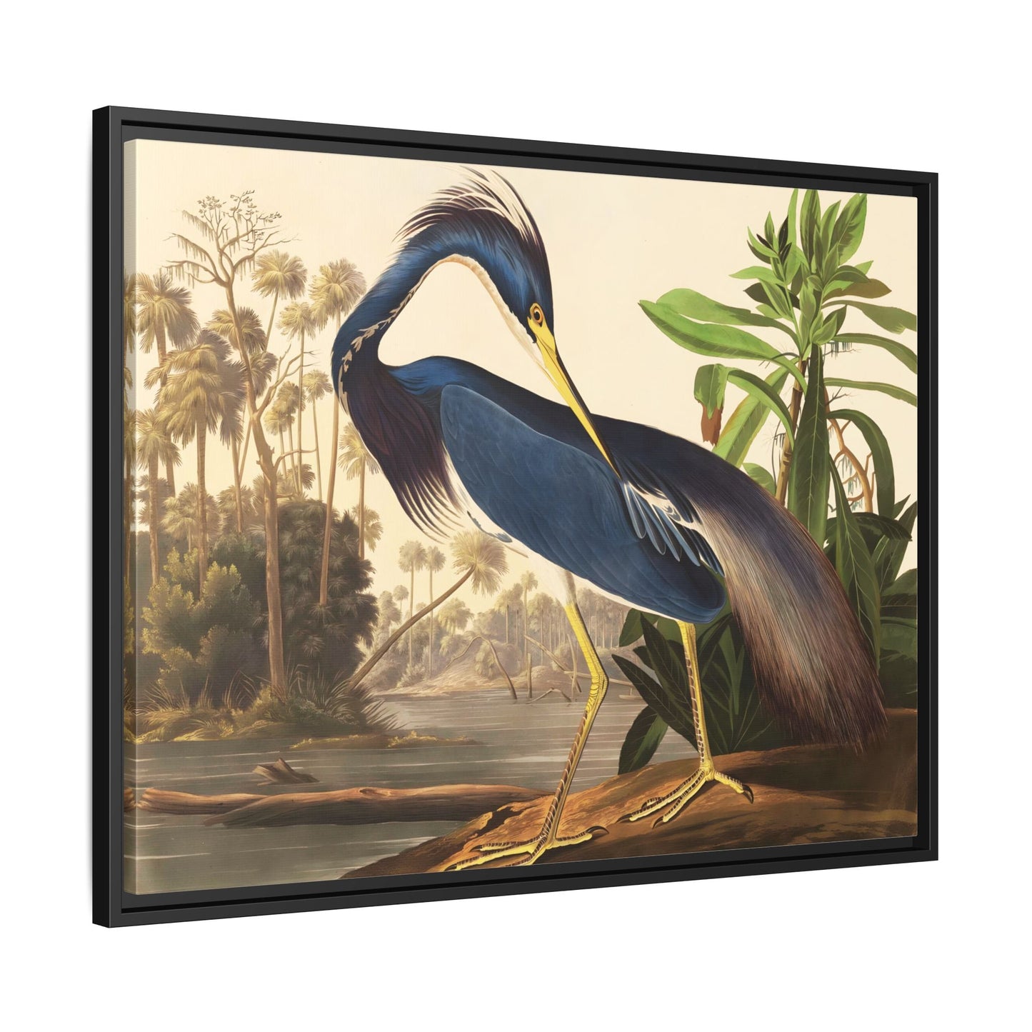 Audubon Louisiana Heron Canvas Wall Art Print - Framed America Bird Prints