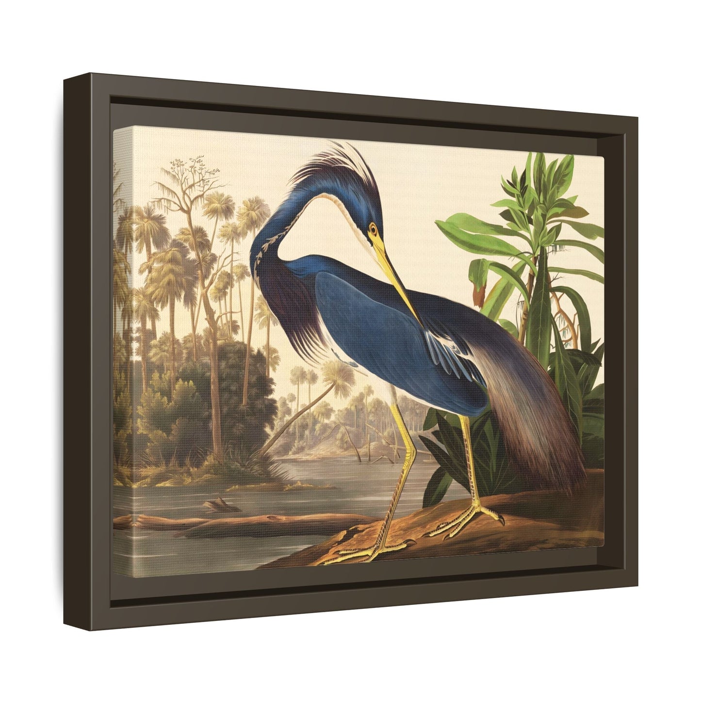 Audubon Louisiana Heron Canvas Wall Art Print - Framed America Bird Prints