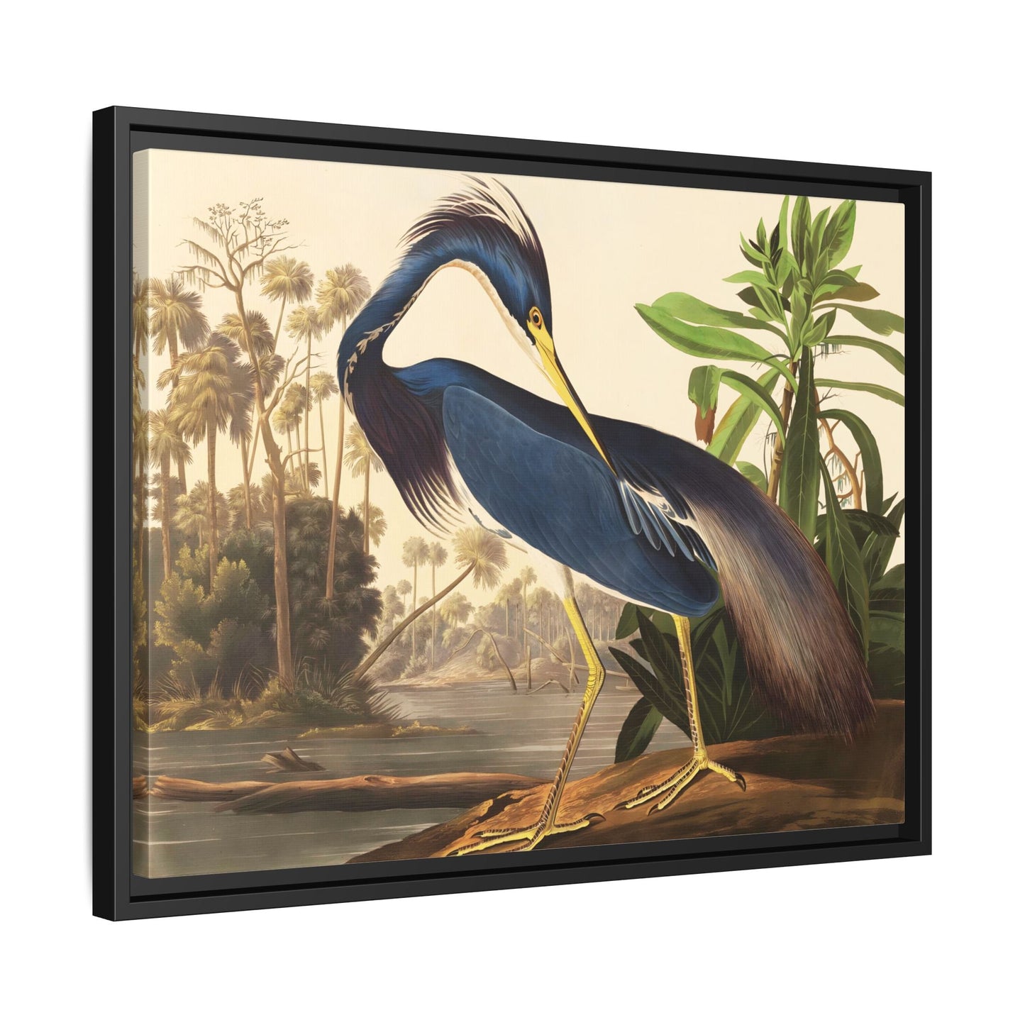 Audubon Louisiana Heron Canvas Wall Art Print - Framed America Bird Prints