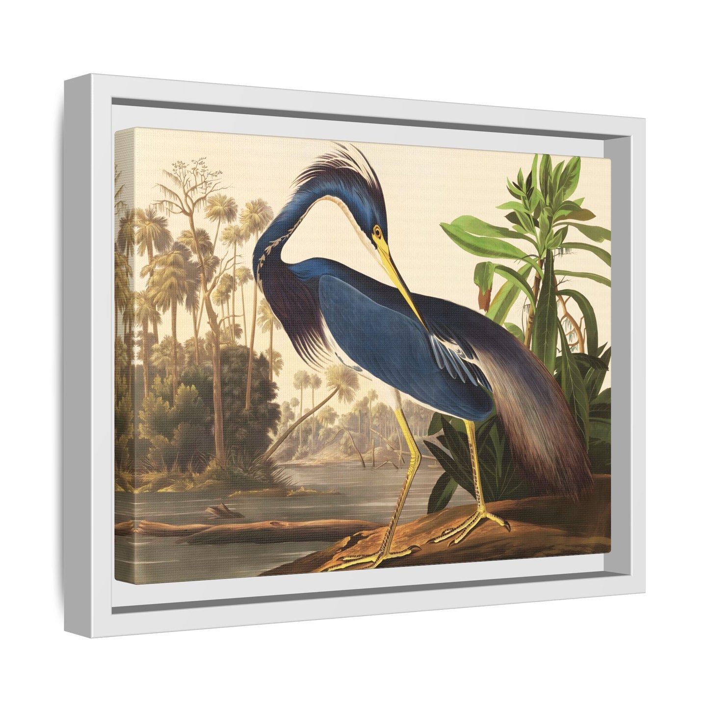 Audubon Louisiana Heron Canvas Wall Art Print - Framed America Bird Prints