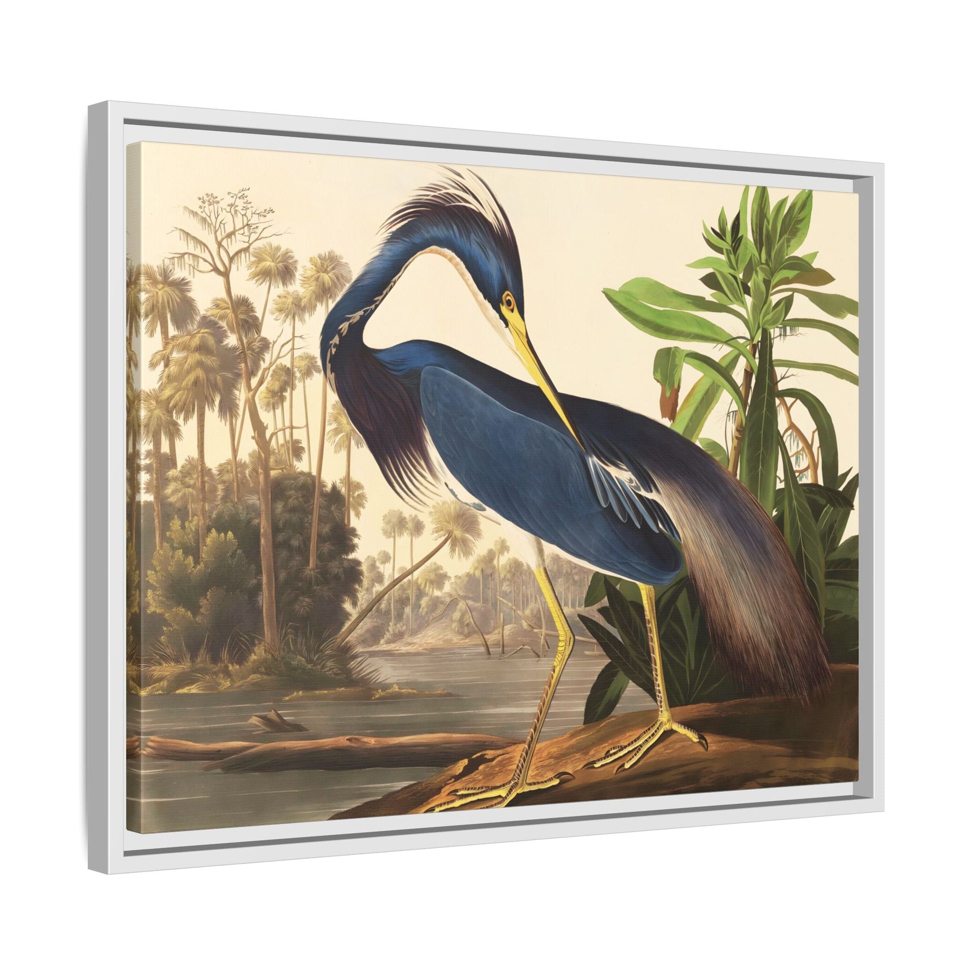 Audubon Louisiana Heron Canvas Wall Art Print - Framed America Bird Prints