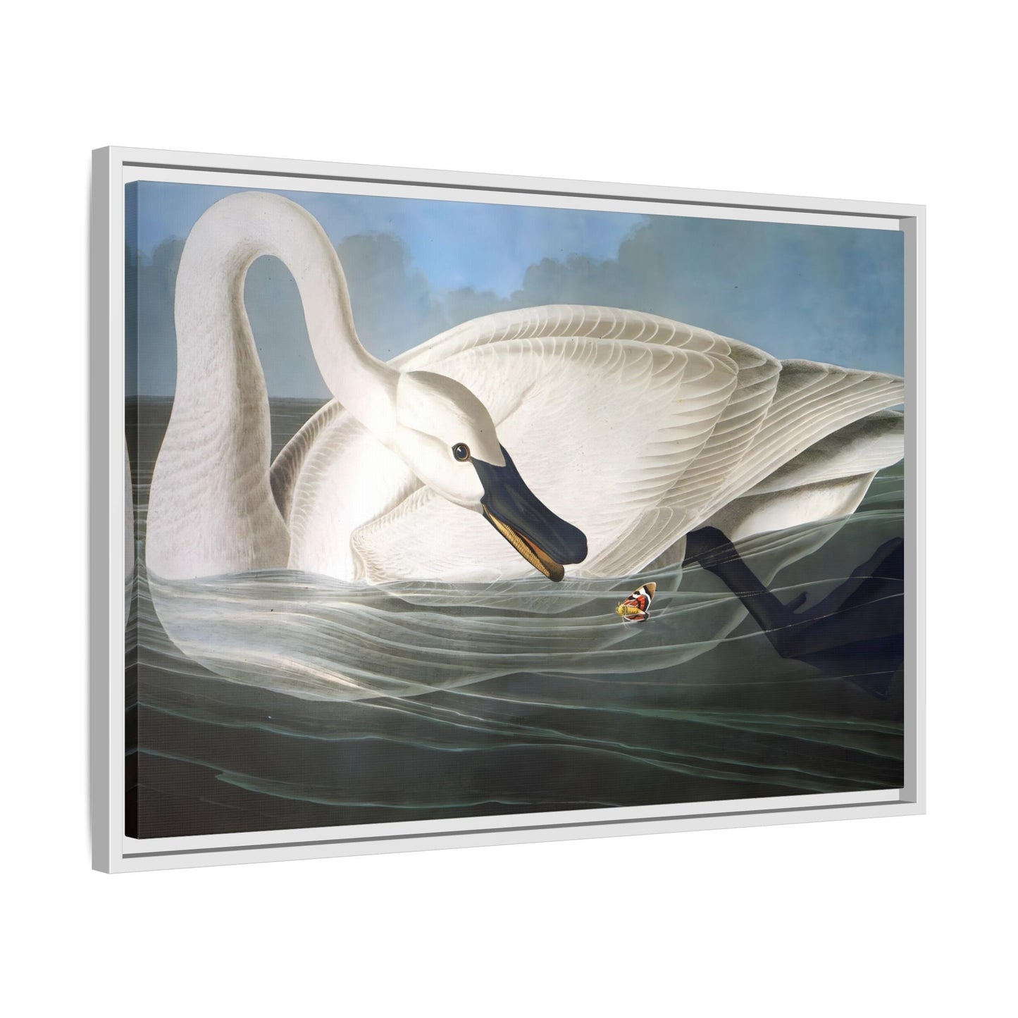 Audubon Trumpeter Swan Canvas Print - Framed America Bird Wall Art - YesArtYes