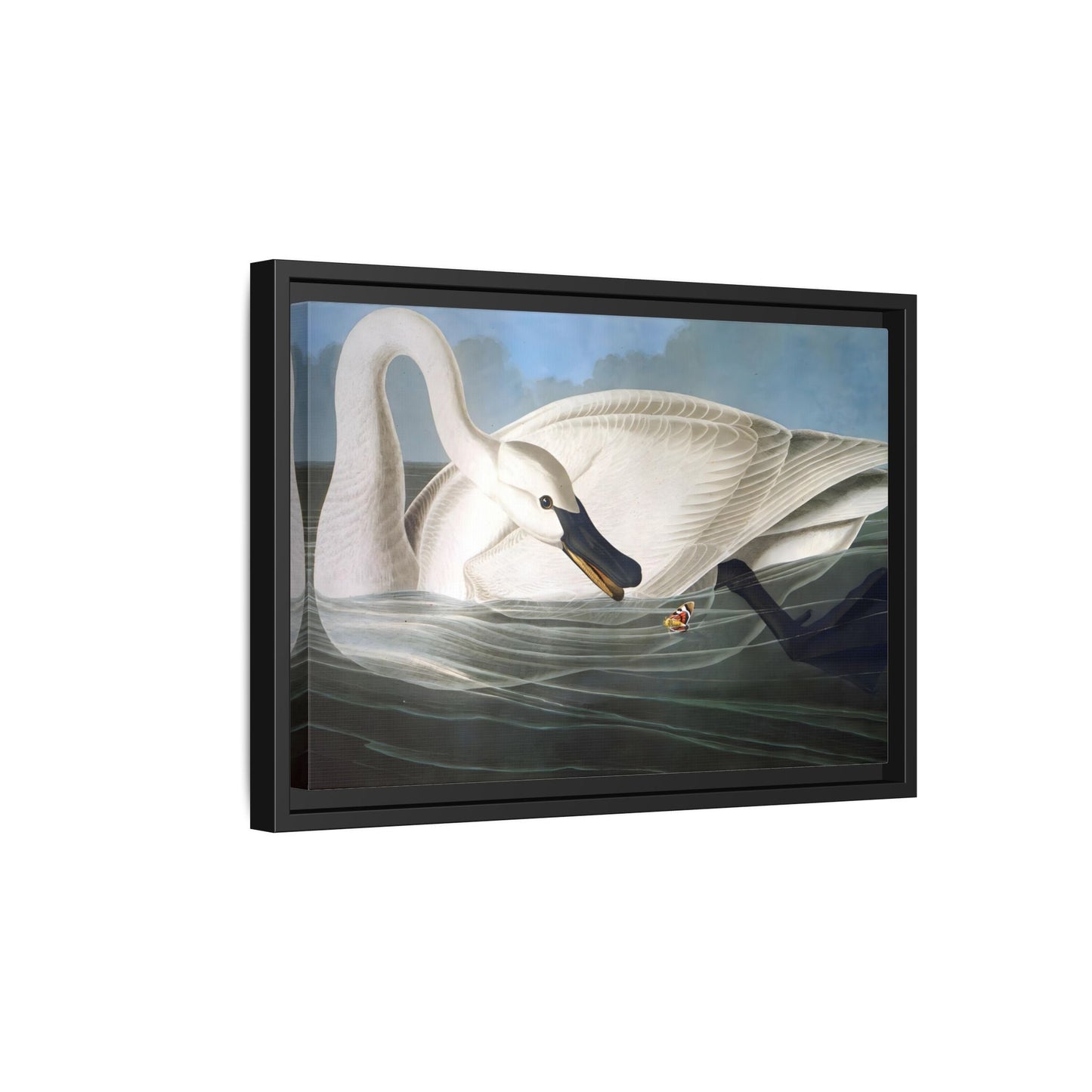 Audubon Trumpeter Swan Canvas Print - Framed America Bird Wall Art - YesArtYes