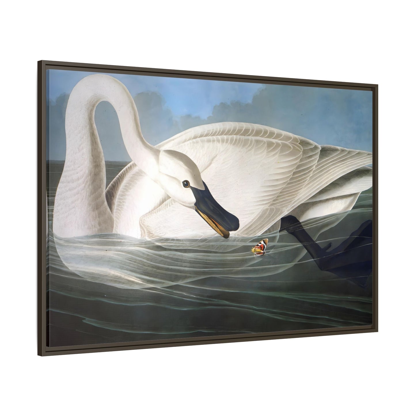 Audubon Trumpeter Swan Canvas Print - Framed America Bird Wall Art - YesArtYes