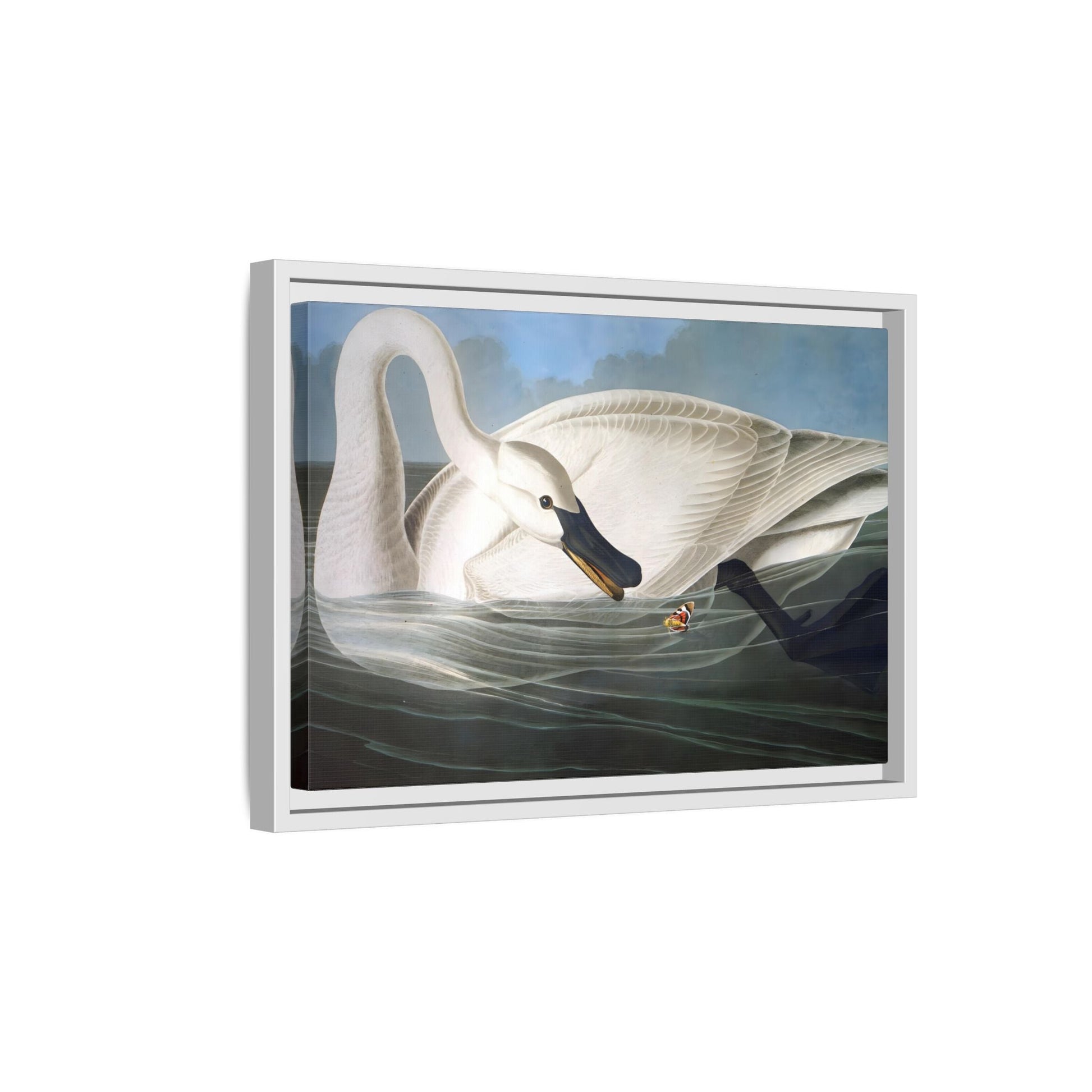 Audubon Trumpeter Swan Canvas Print - Framed America Bird Wall Art - YesArtYes