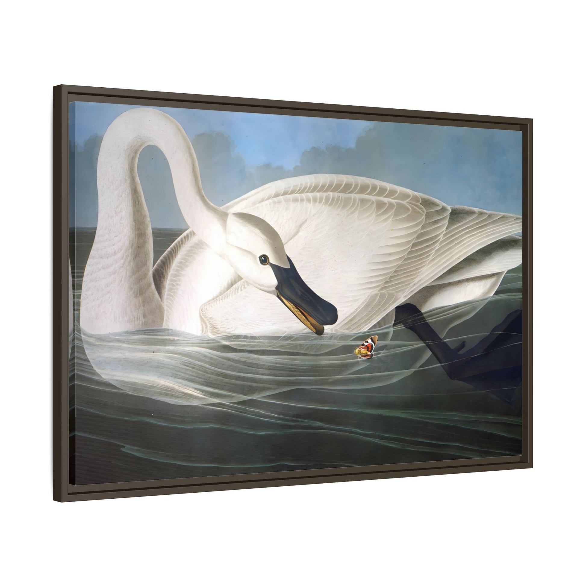 Audubon Trumpeter Swan Canvas Print - Framed America Bird Wall Art - YesArtYes