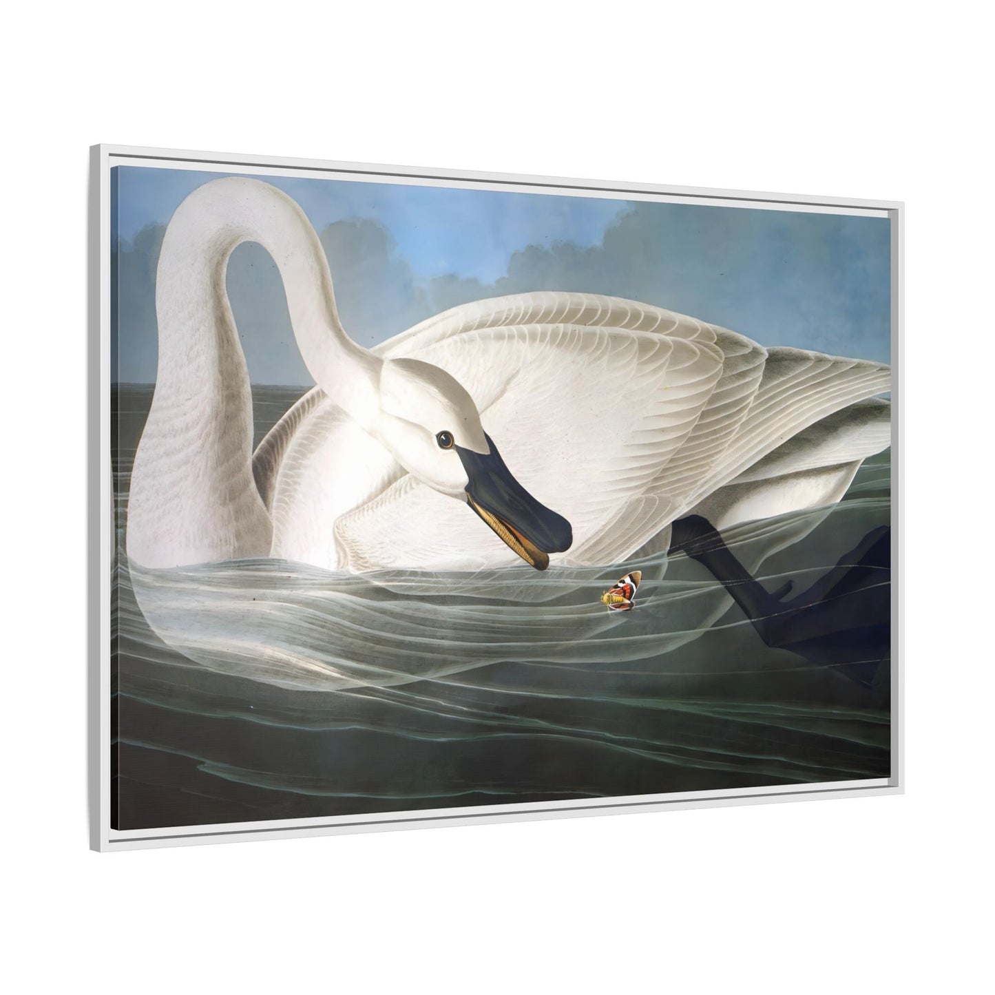 Audubon Trumpeter Swan Canvas Print - Framed America Bird Wall Art - YesArtYes