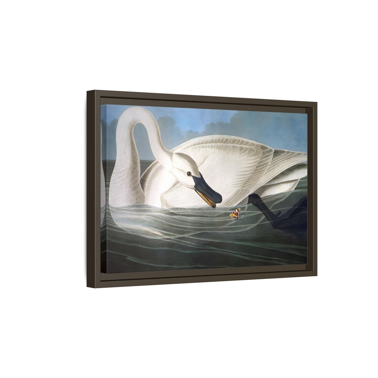 Audubon Trumpeter Swan Canvas Print - Framed America Bird Wall Art - YesArtYes