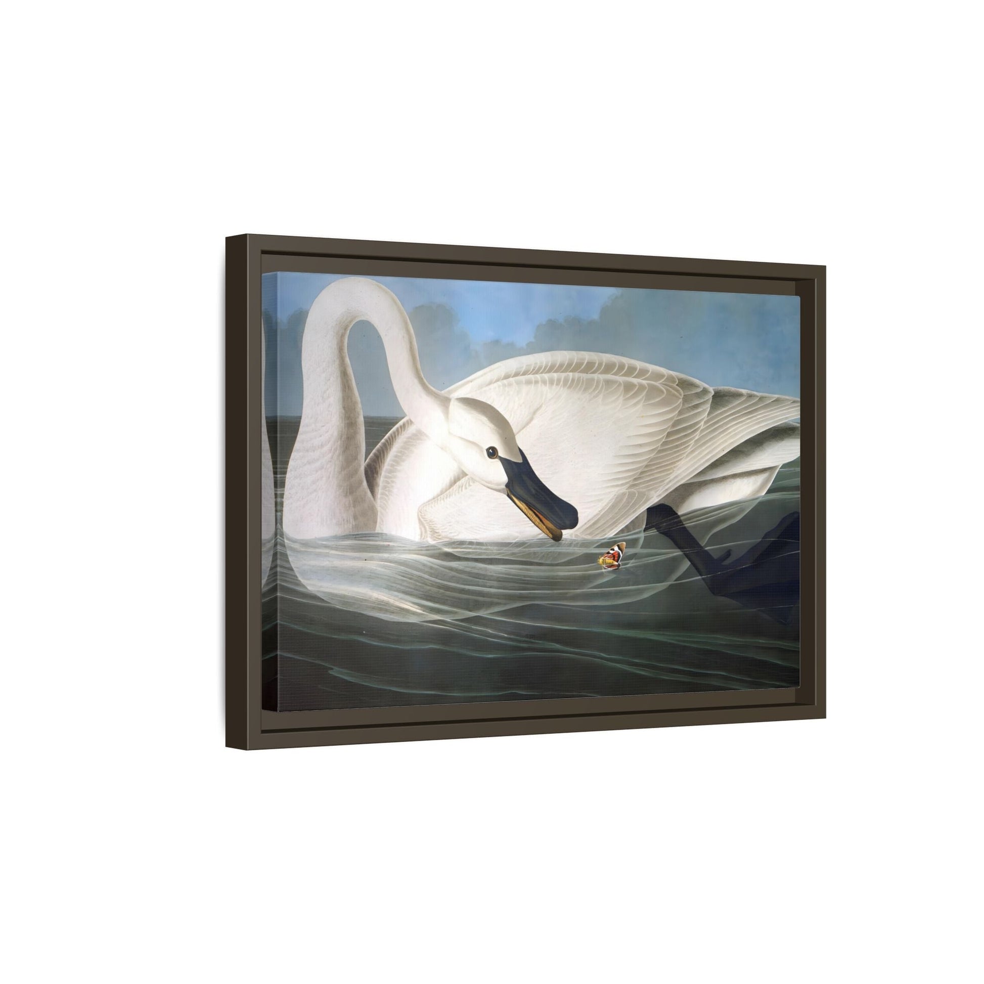 Audubon Trumpeter Swan Canvas Print - Framed America Bird Wall Art - YesArtYes