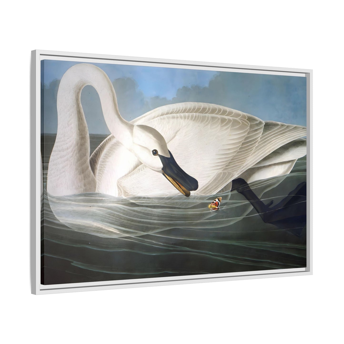 Audubon Trumpeter Swan Canvas Print - Framed America Bird Wall Art - YesArtYes